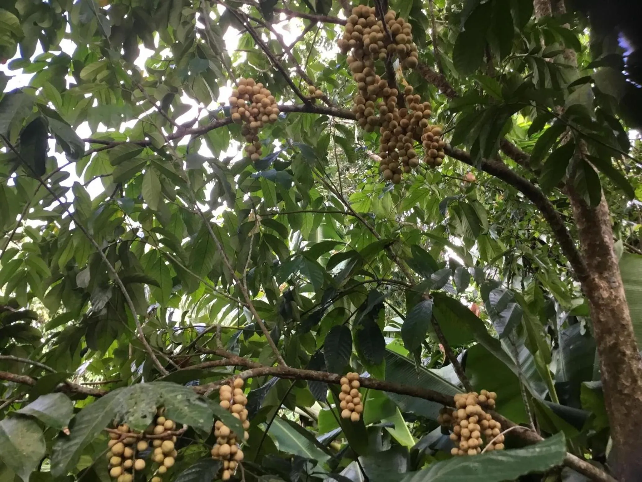 View (from property/room) in Camiguin Lanzones Resort