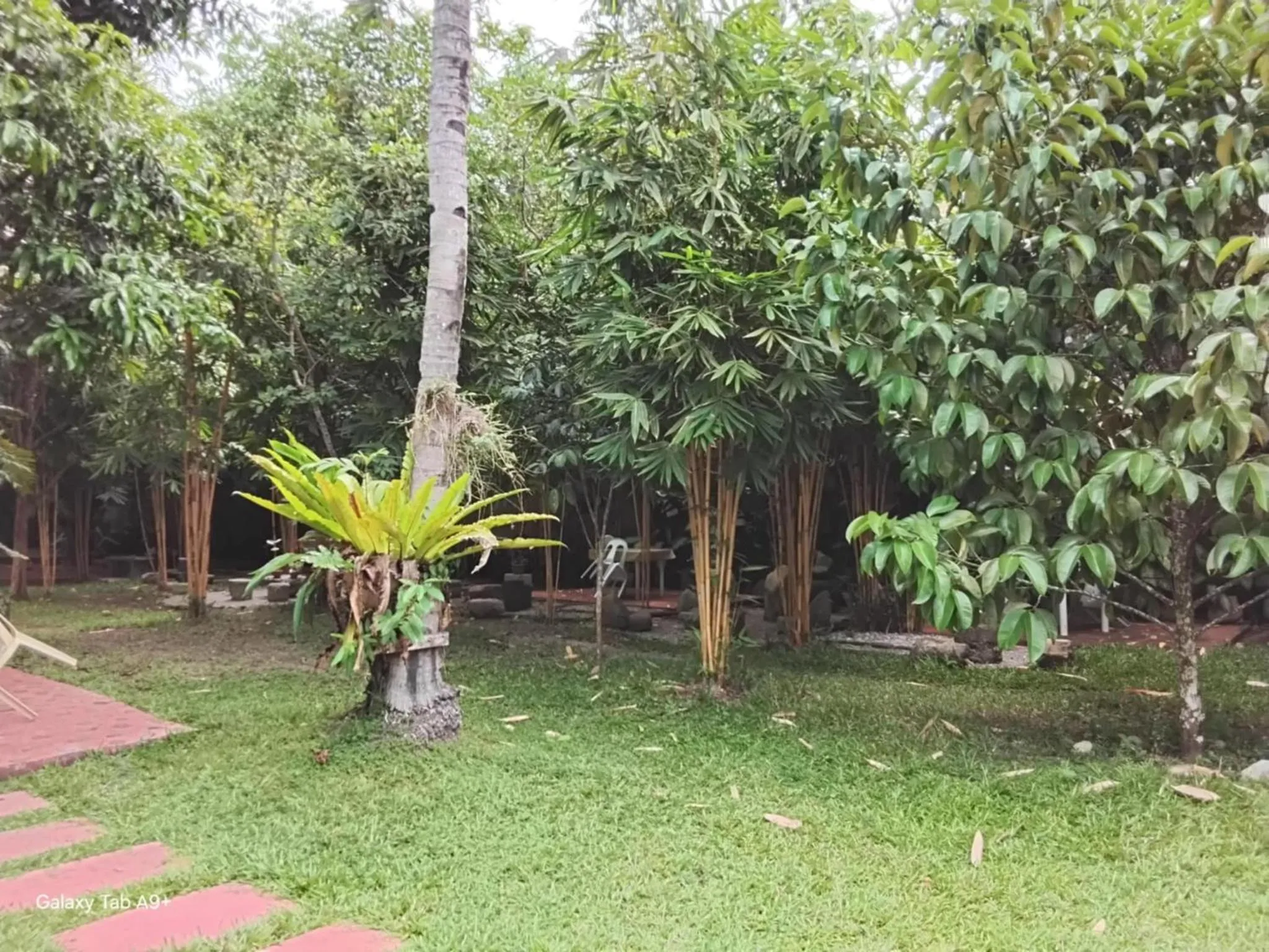 Garden in Camiguin Lanzones Resort