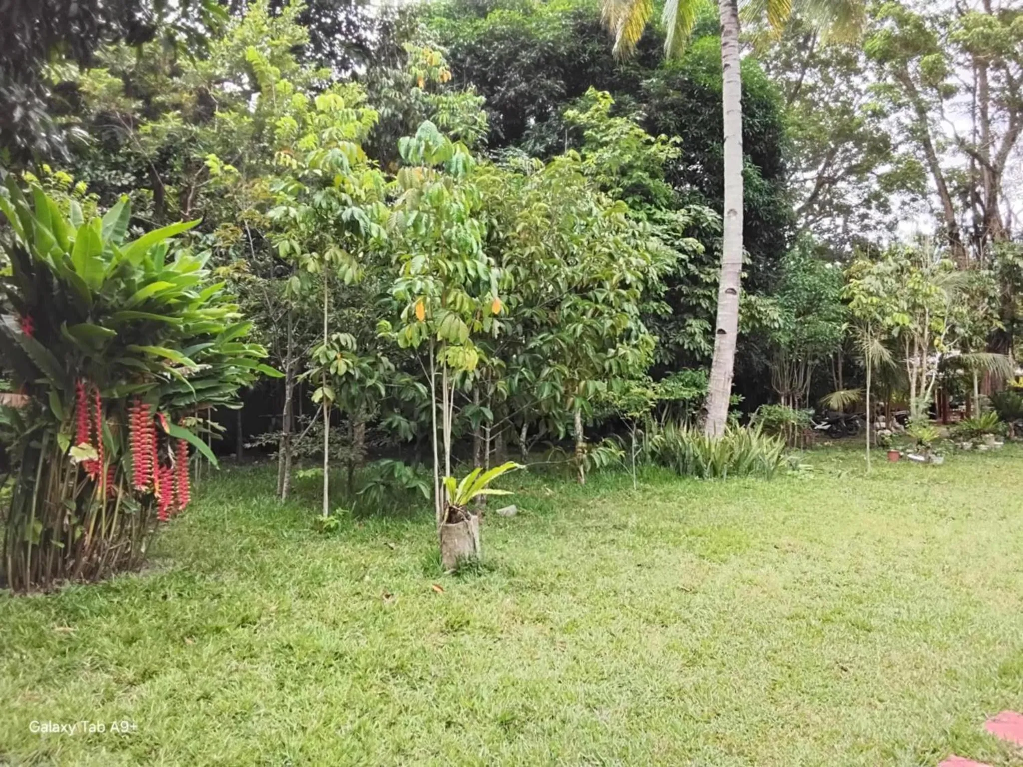 Garden in Camiguin Lanzones Resort