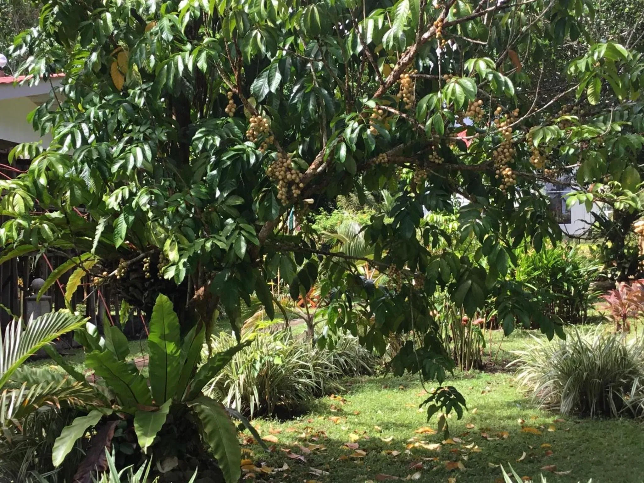 Garden in Camiguin Lanzones Resort