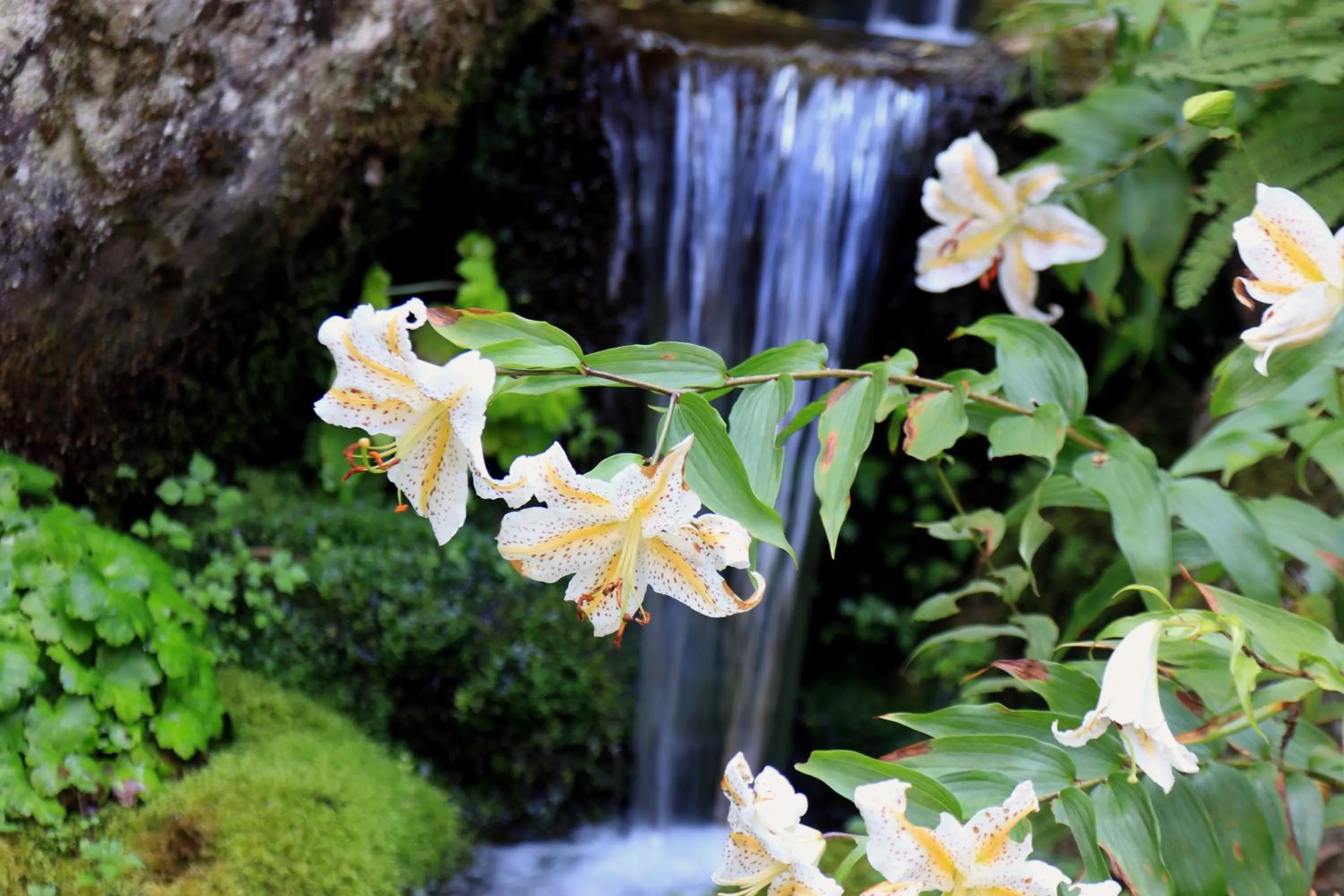 Garden view in Teiensaryo Yamanakako