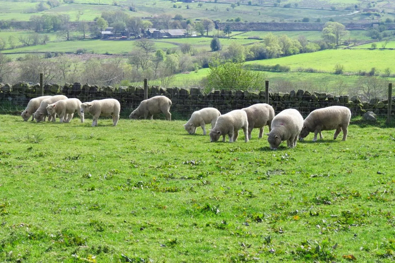Garden view in Moorland View Farm B&B