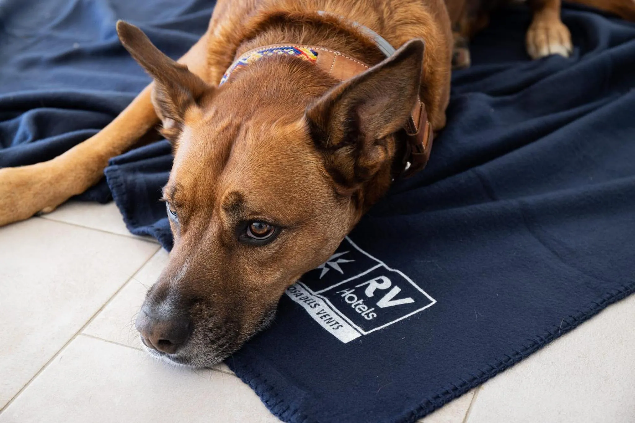 Pets in RVHotels Tuca