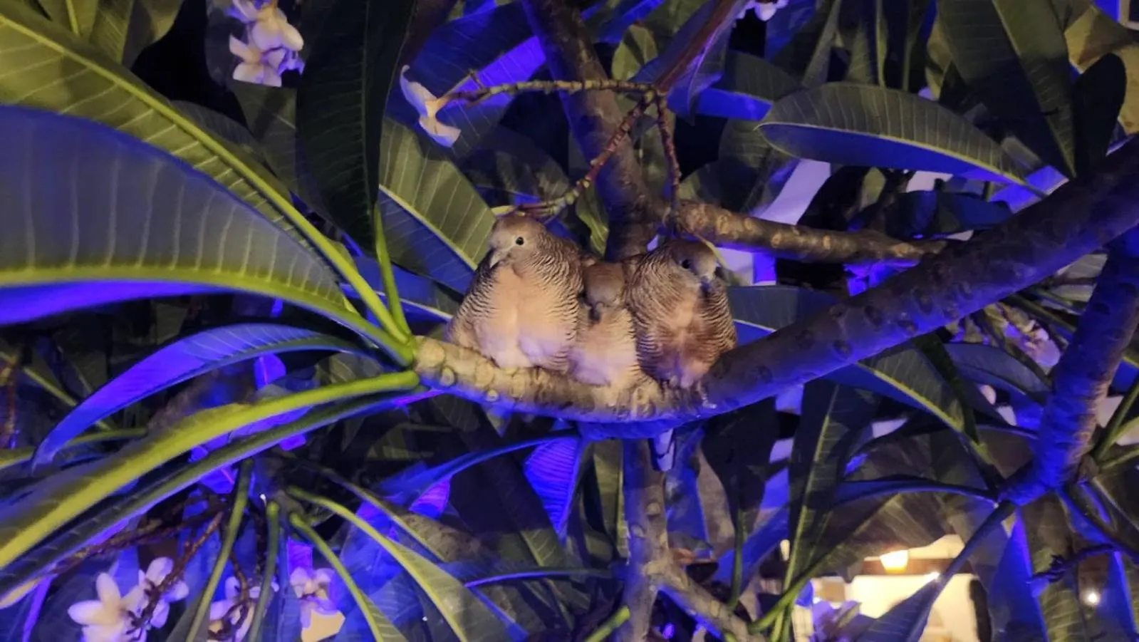 Night in La Maison de la plage - Guest House