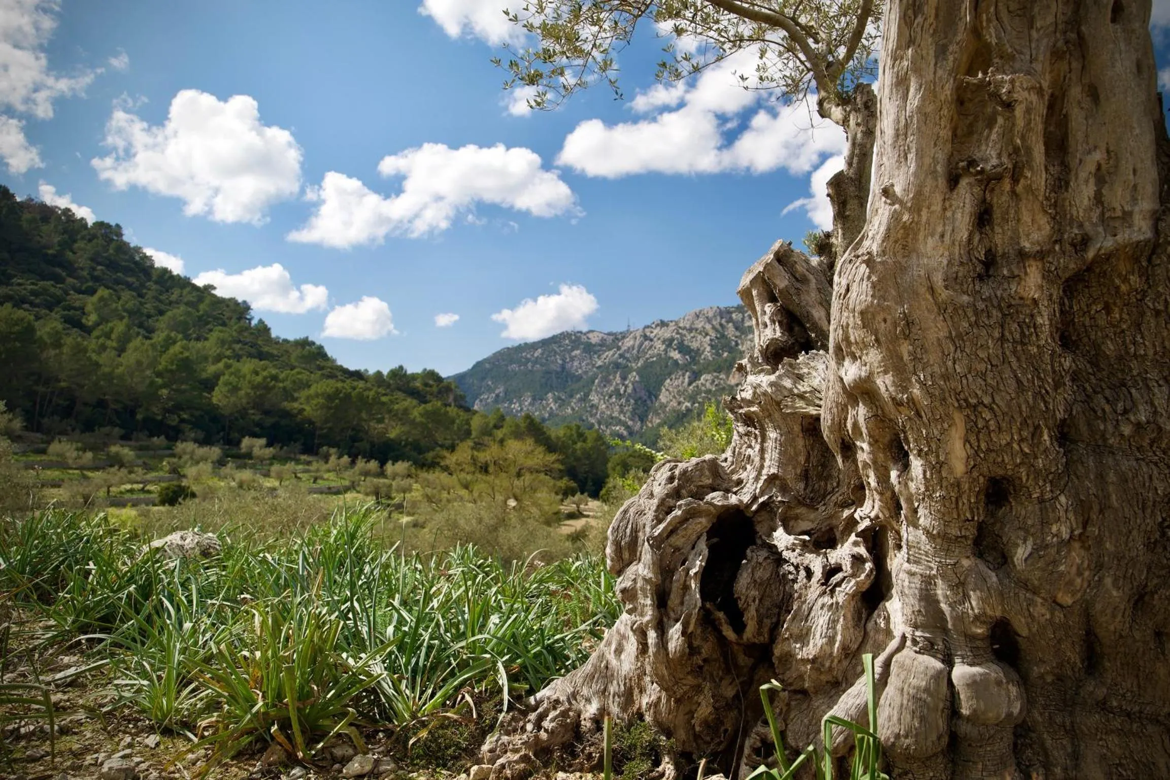 Natural landscape in Finca Hotel Son Palou