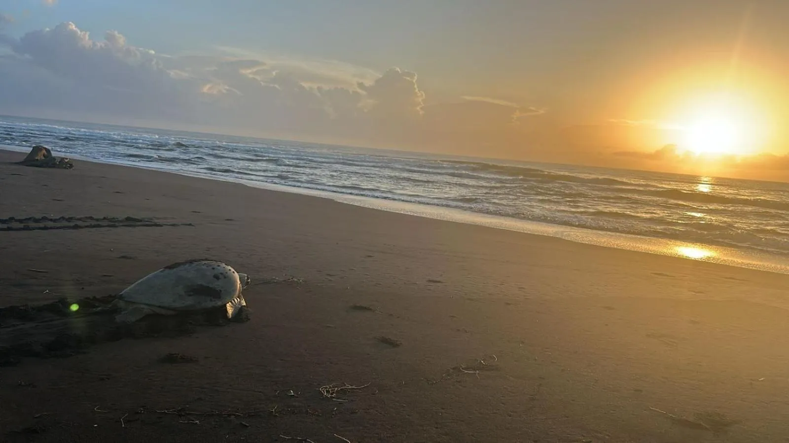 Beach in Cabinas Tortuguero Natural