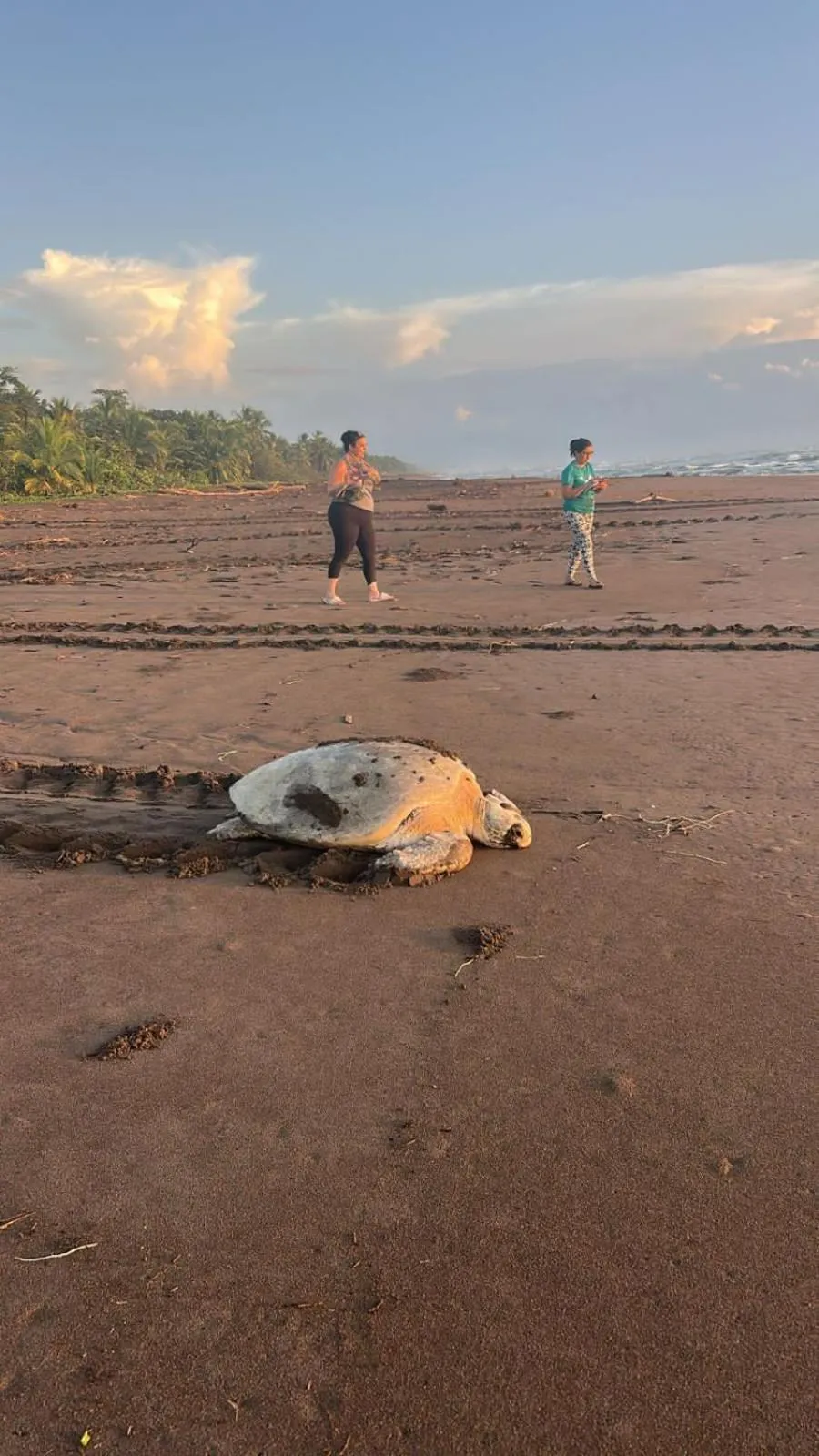 Animals in Cabinas Tortuguero Natural