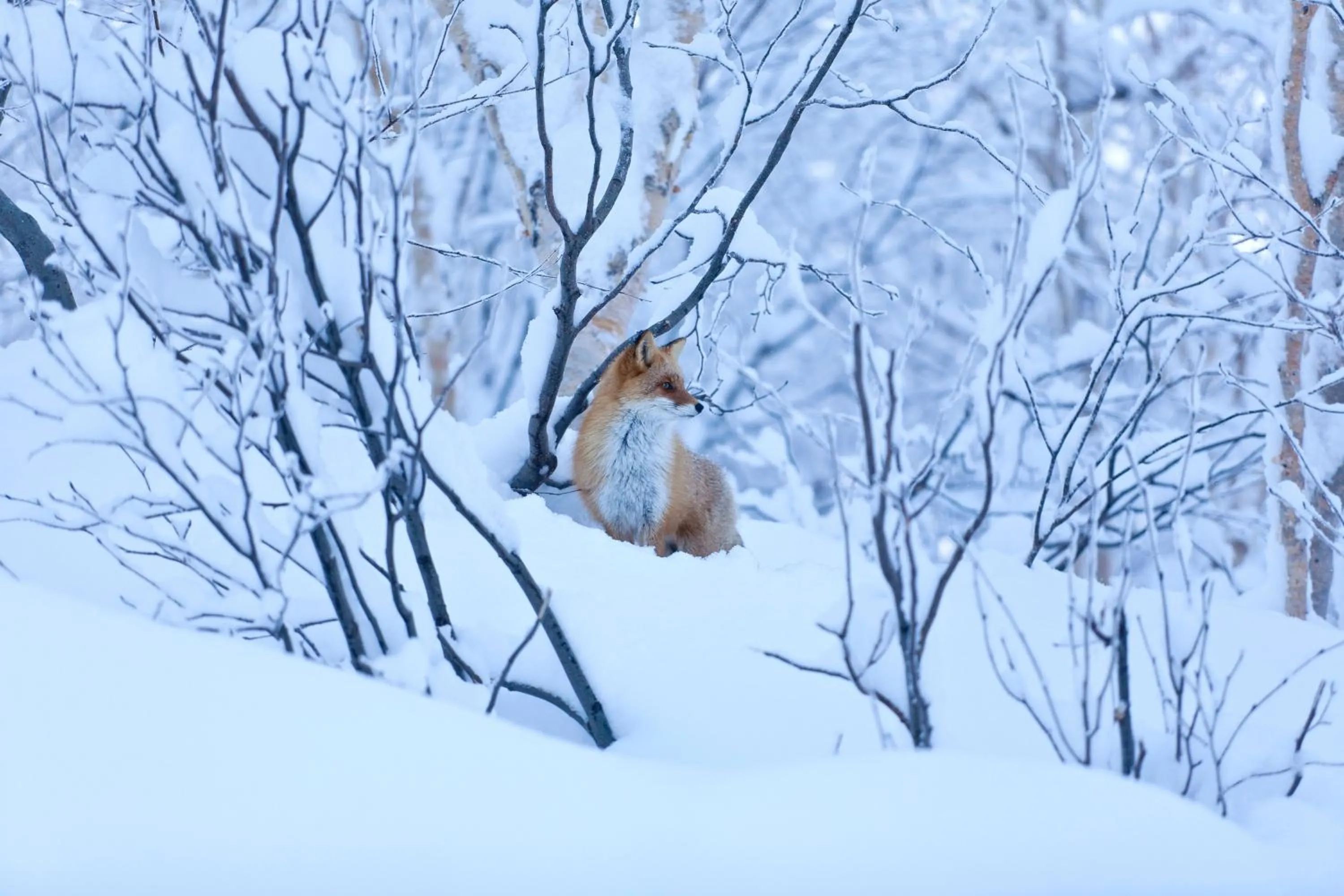 Area and facilities in Kamihoroso