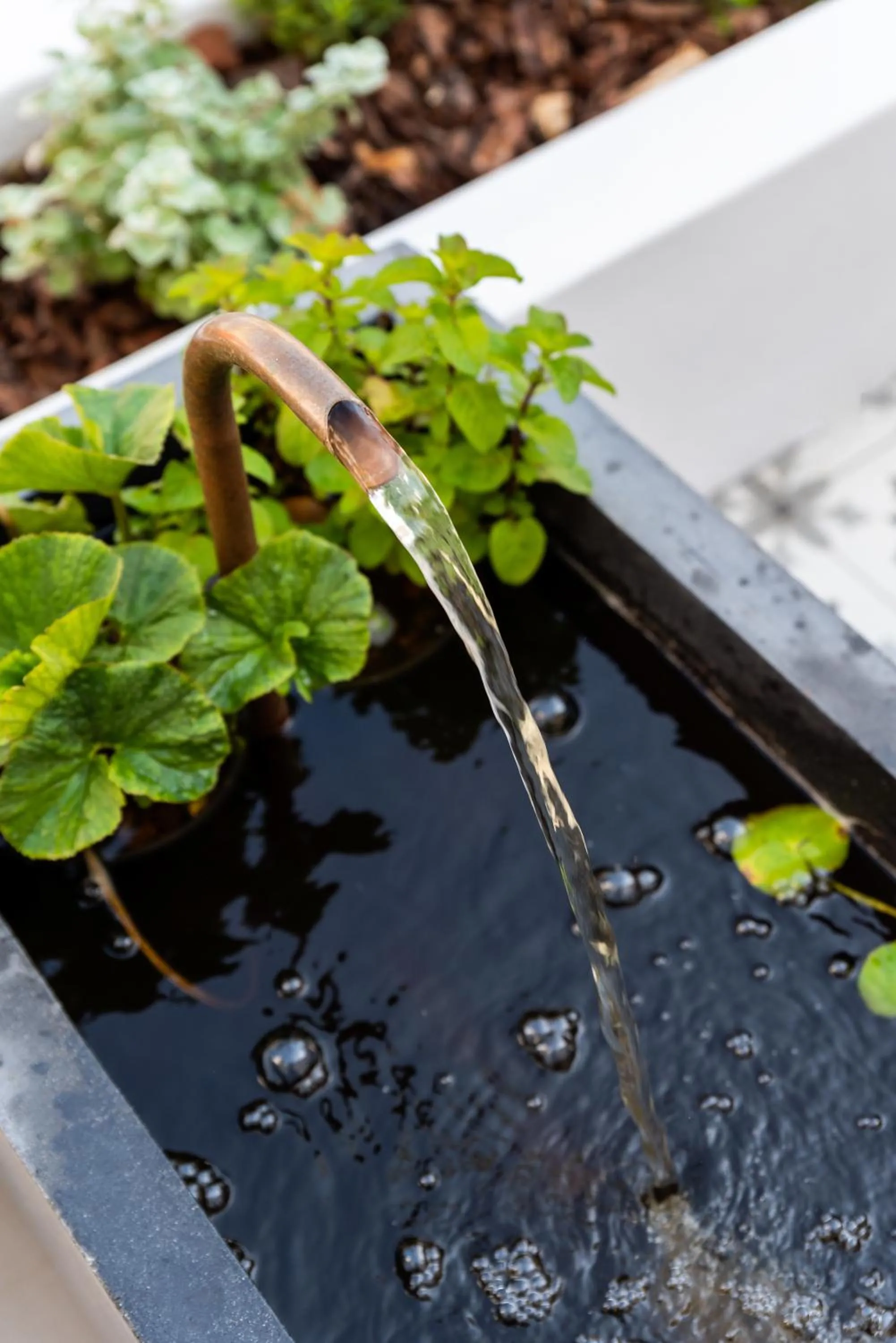 Garden in iGadi House Boutique Hotel