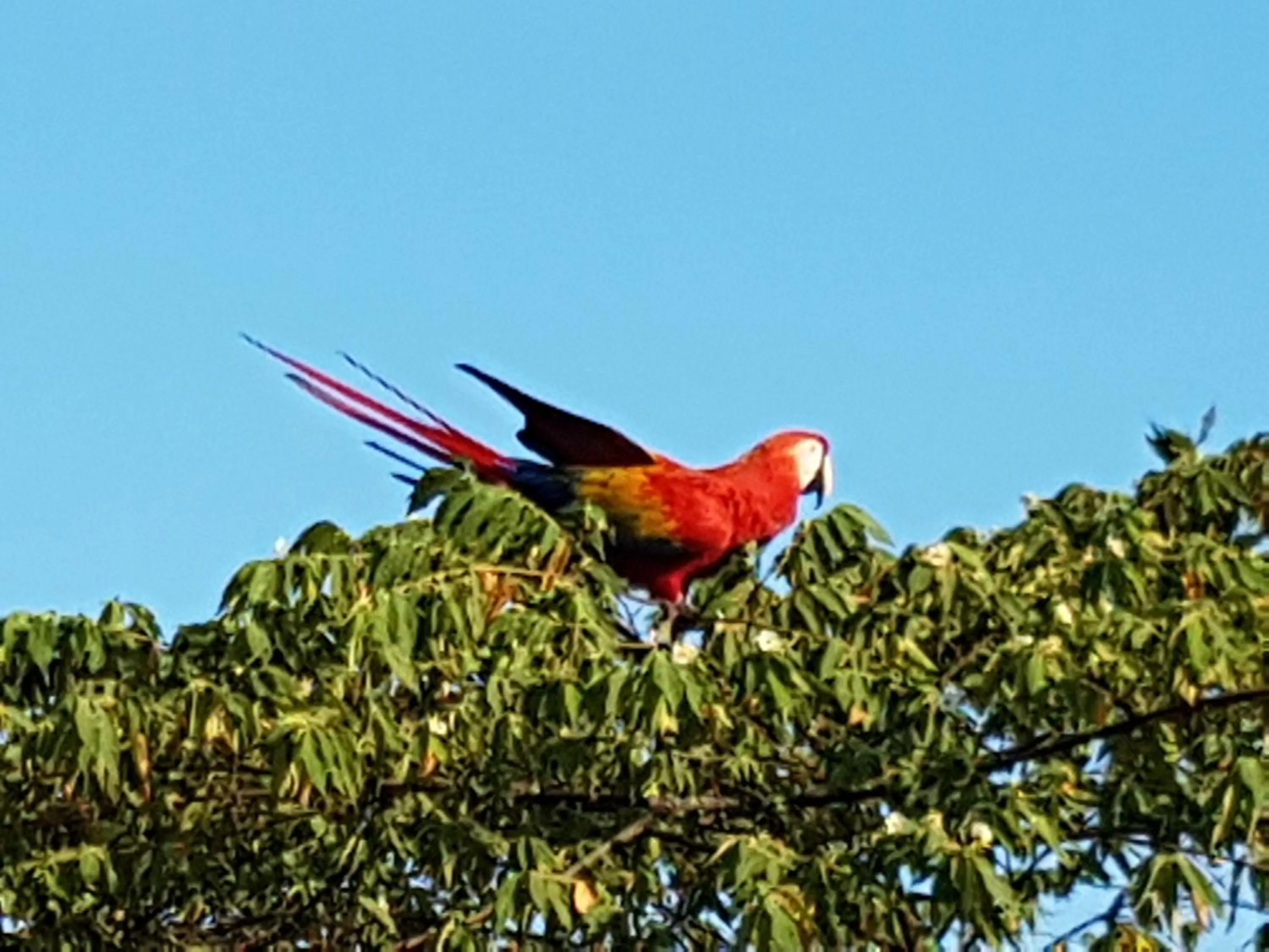 Animals in Auto Hotel Paraíso Inn