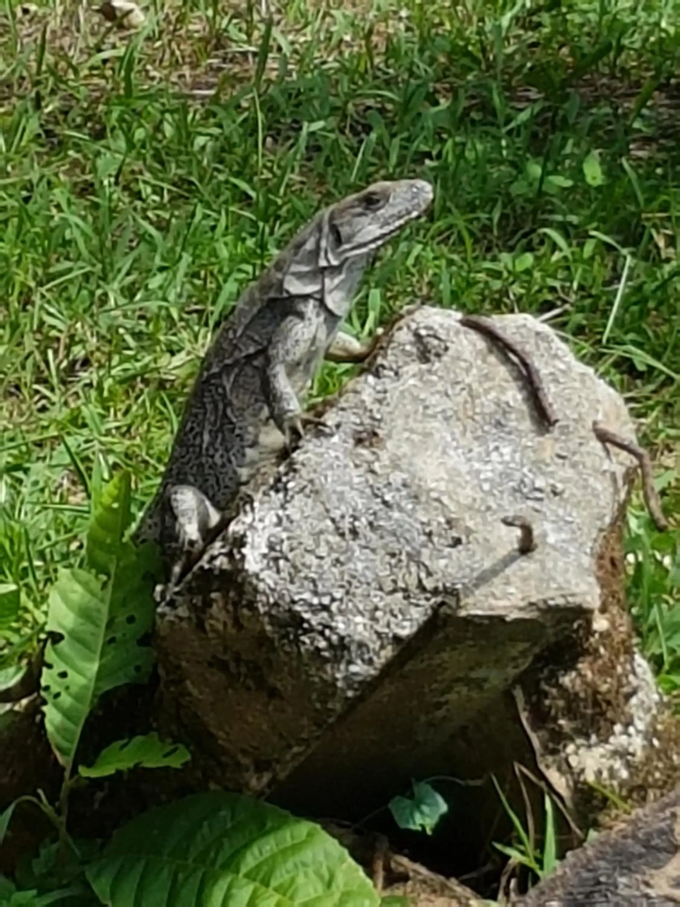 Garden in Auto Hotel Paraíso Inn