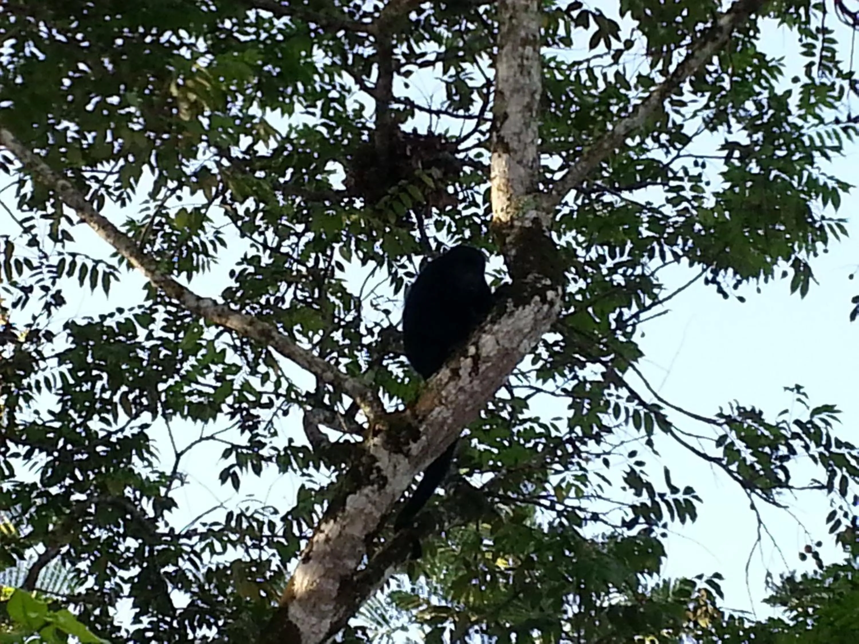 Animals in Auto Hotel Paraíso Inn