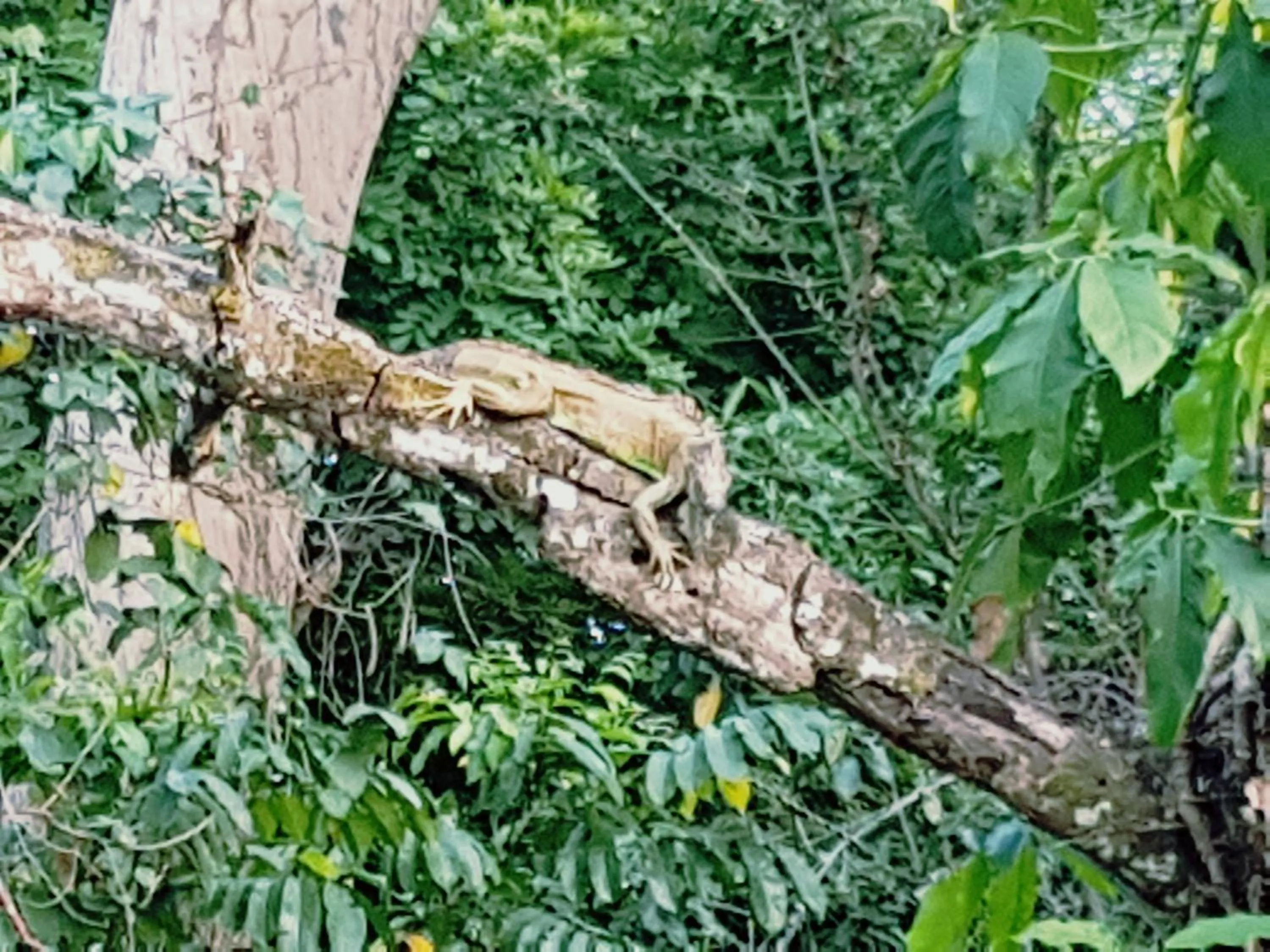 Garden in Auto Hotel Paraíso Inn