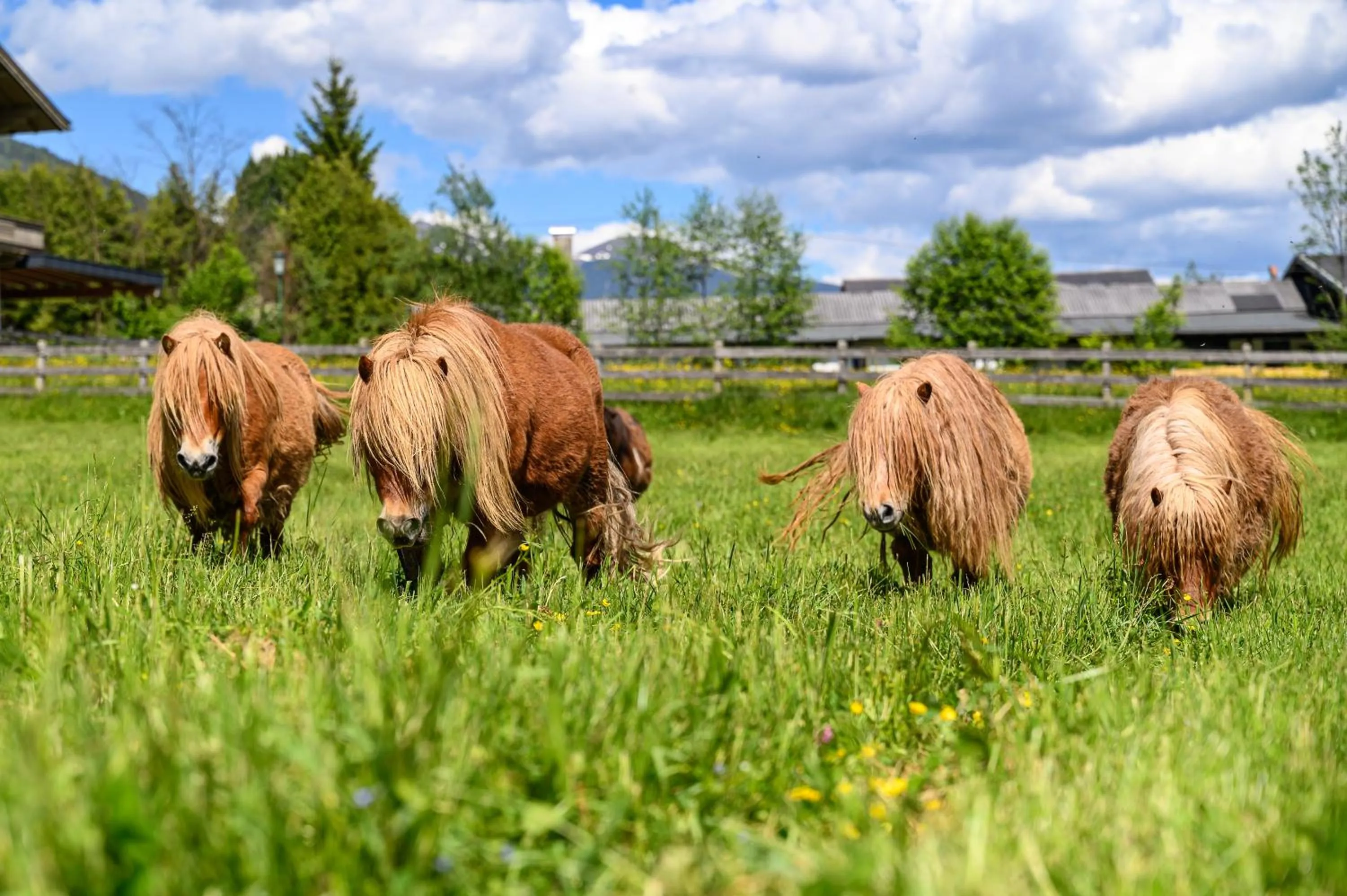 Animals in Hotel der Wolkensteinbär