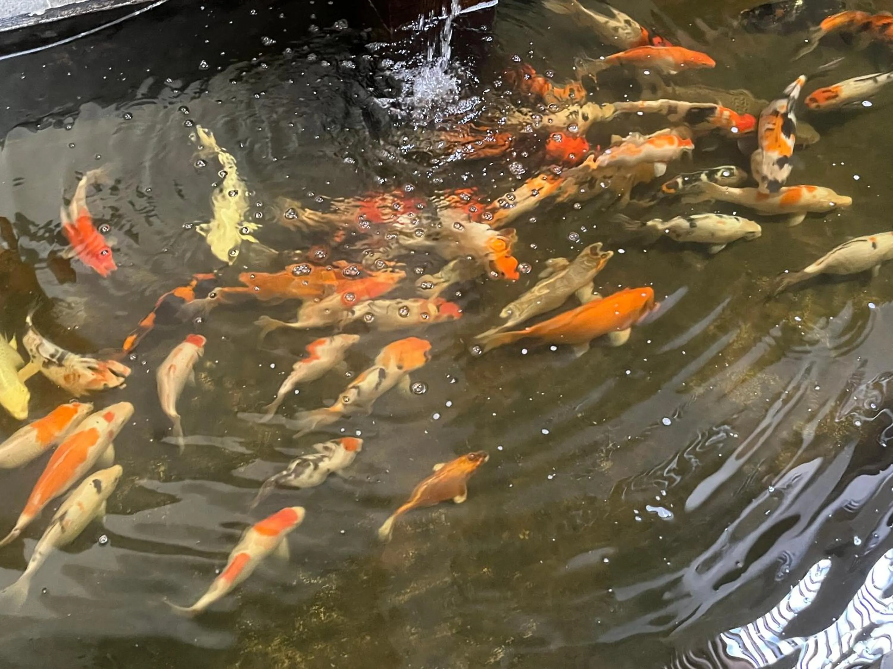 Garden in The Home Srengseng