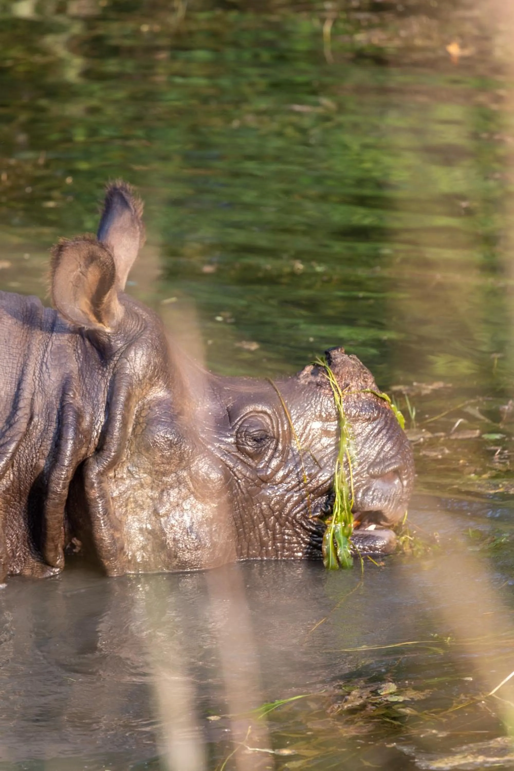 Activities in Sanctuary Chitwan National Park