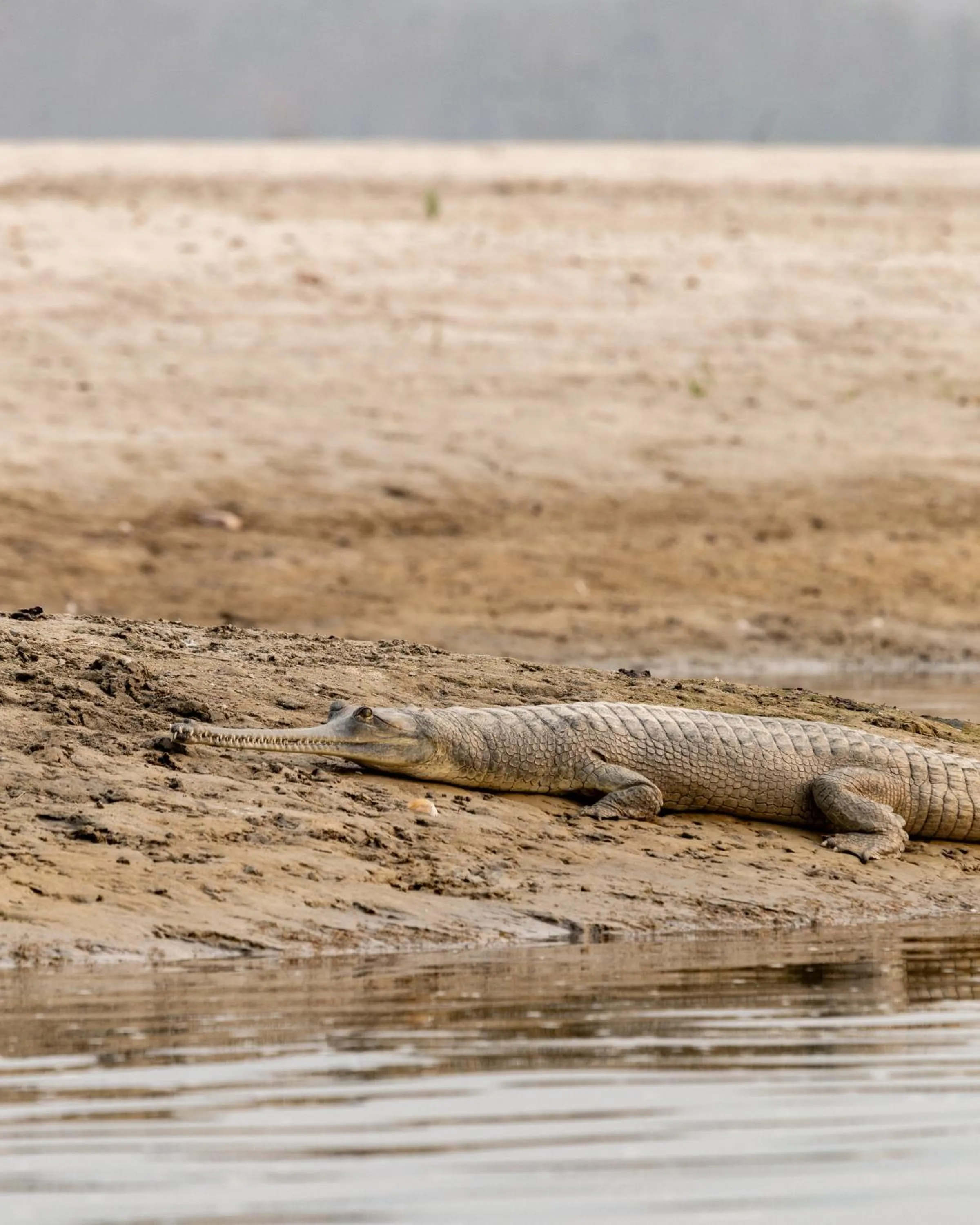 Animals in Sanctuary Chitwan National Park
