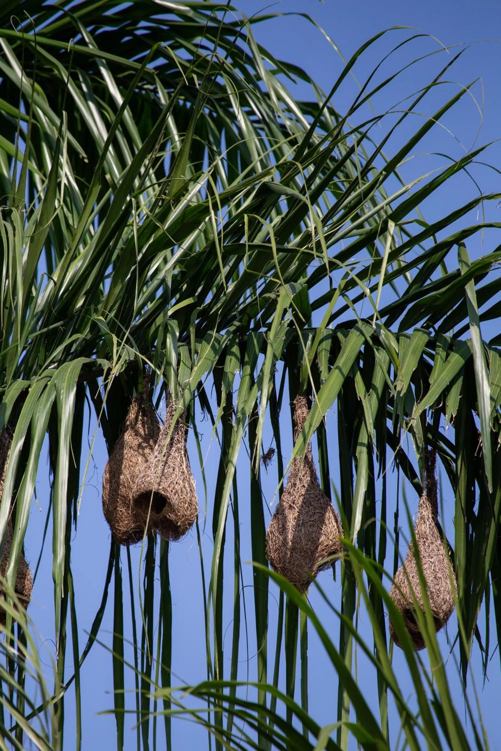 Day in Sanctuary Chitwan National Park