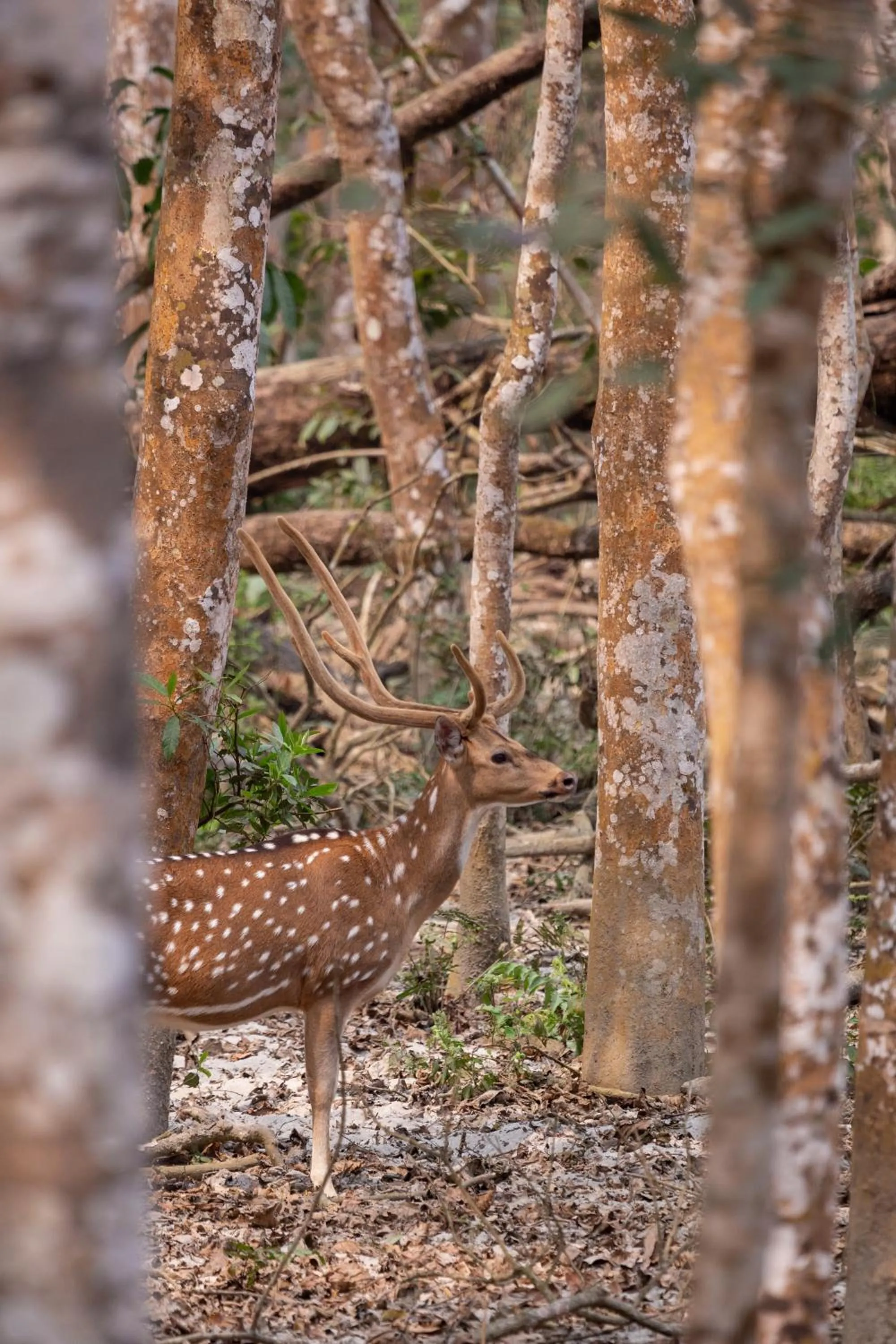 Activities in Sanctuary Chitwan National Park