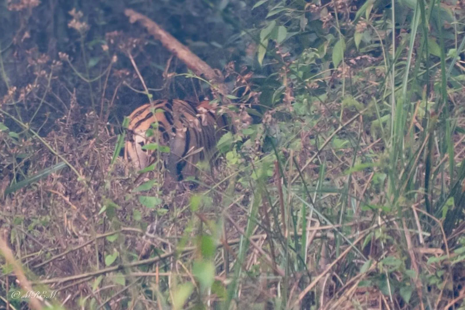 Activities in Sanctuary Chitwan National Park