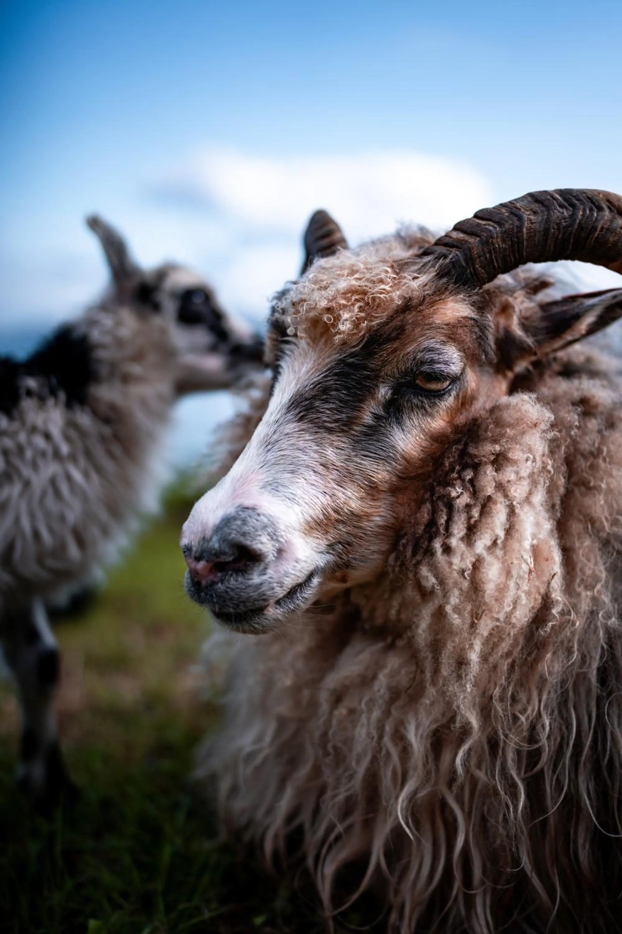 Animals in Yggdrasil Farmhotel Retreat, Spa & Yoga