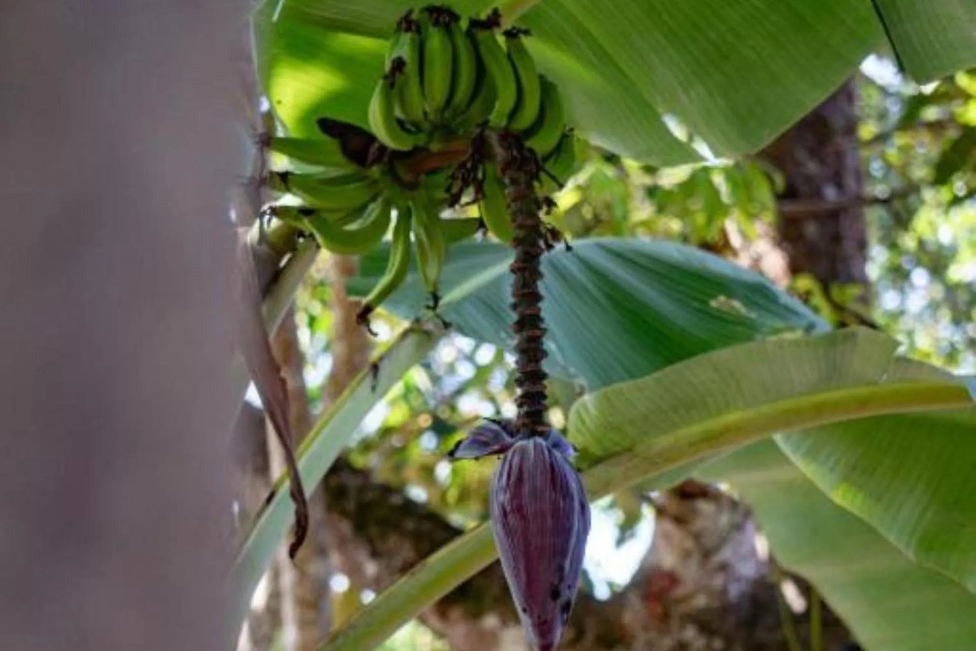 Natural landscape in Vila Coco Dendê - Algodões