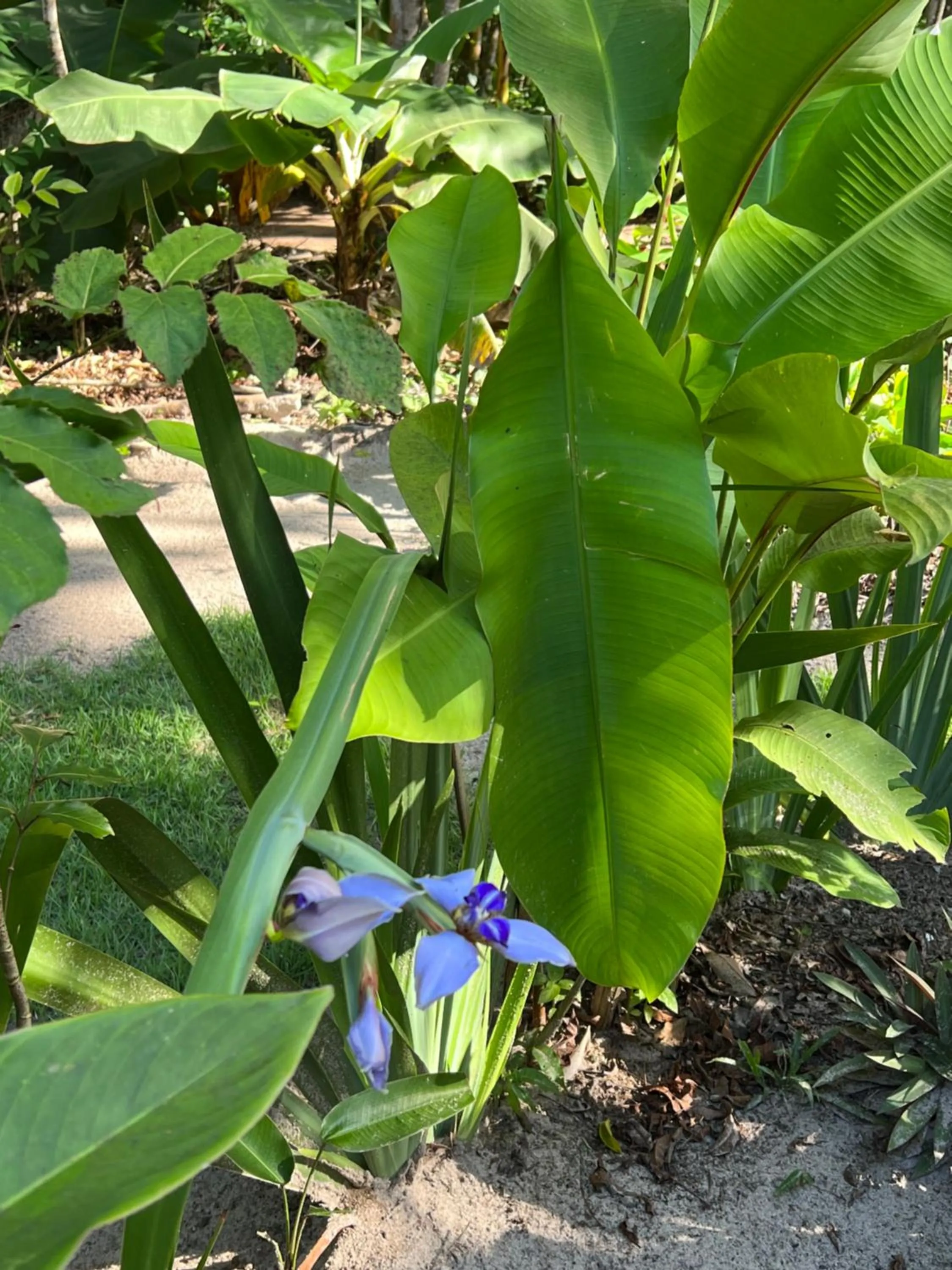 Garden in Vila Coco Dendê - Algodões
