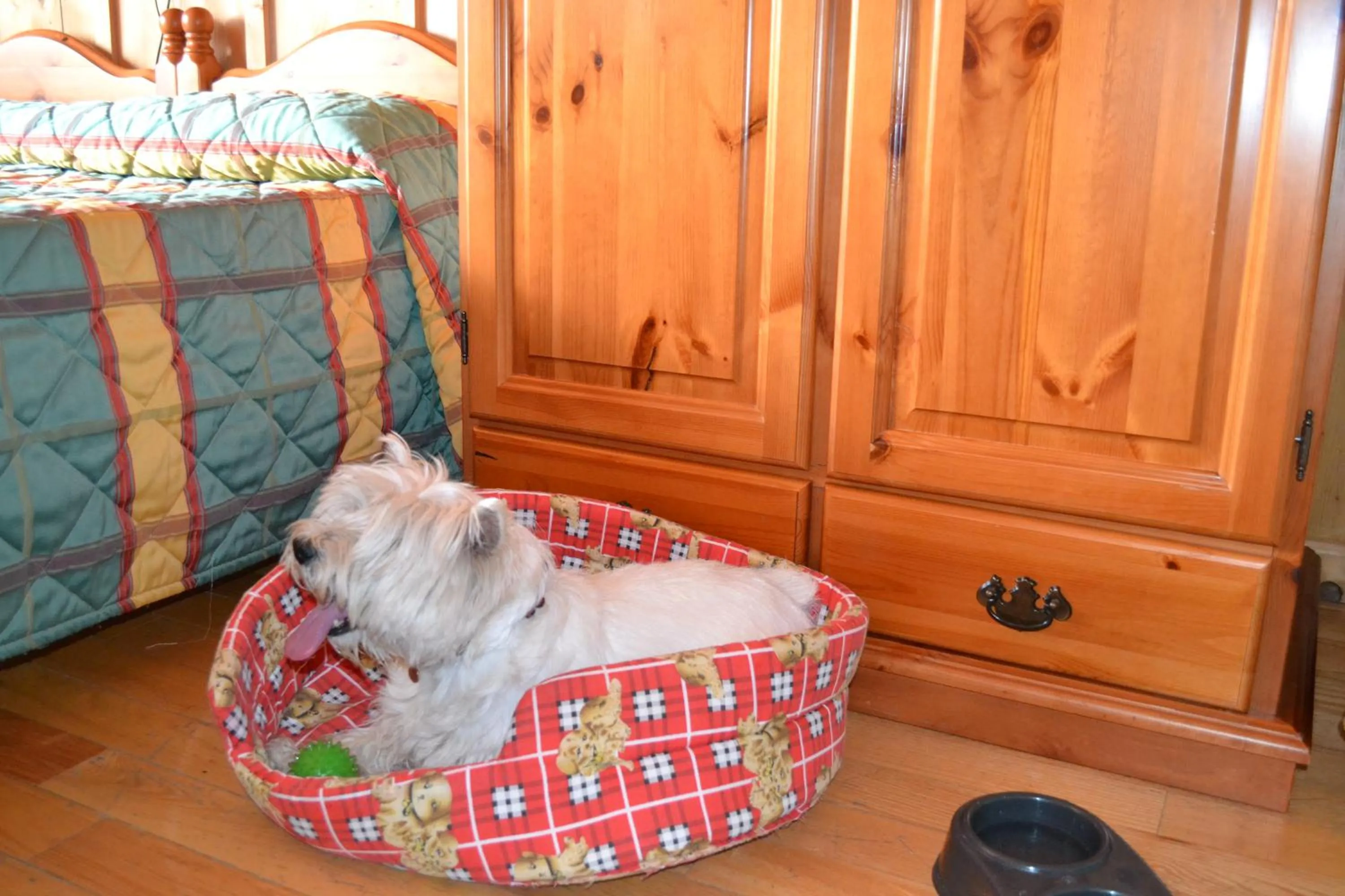 Pets in Albergo Rendola