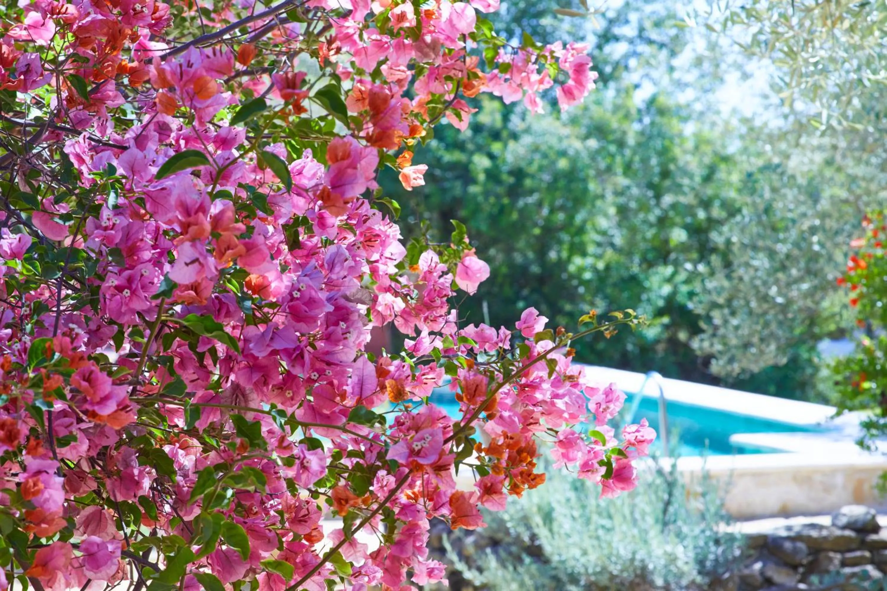 Pool view in Hacienda de San Rafael