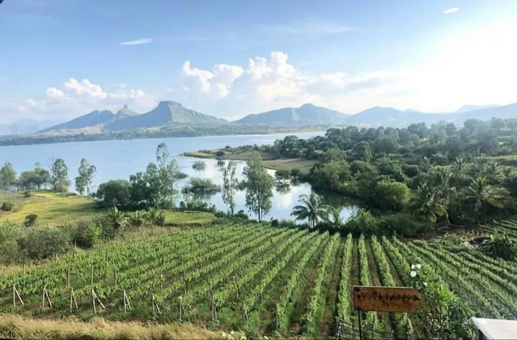 Day in Vallonne Vineyards
