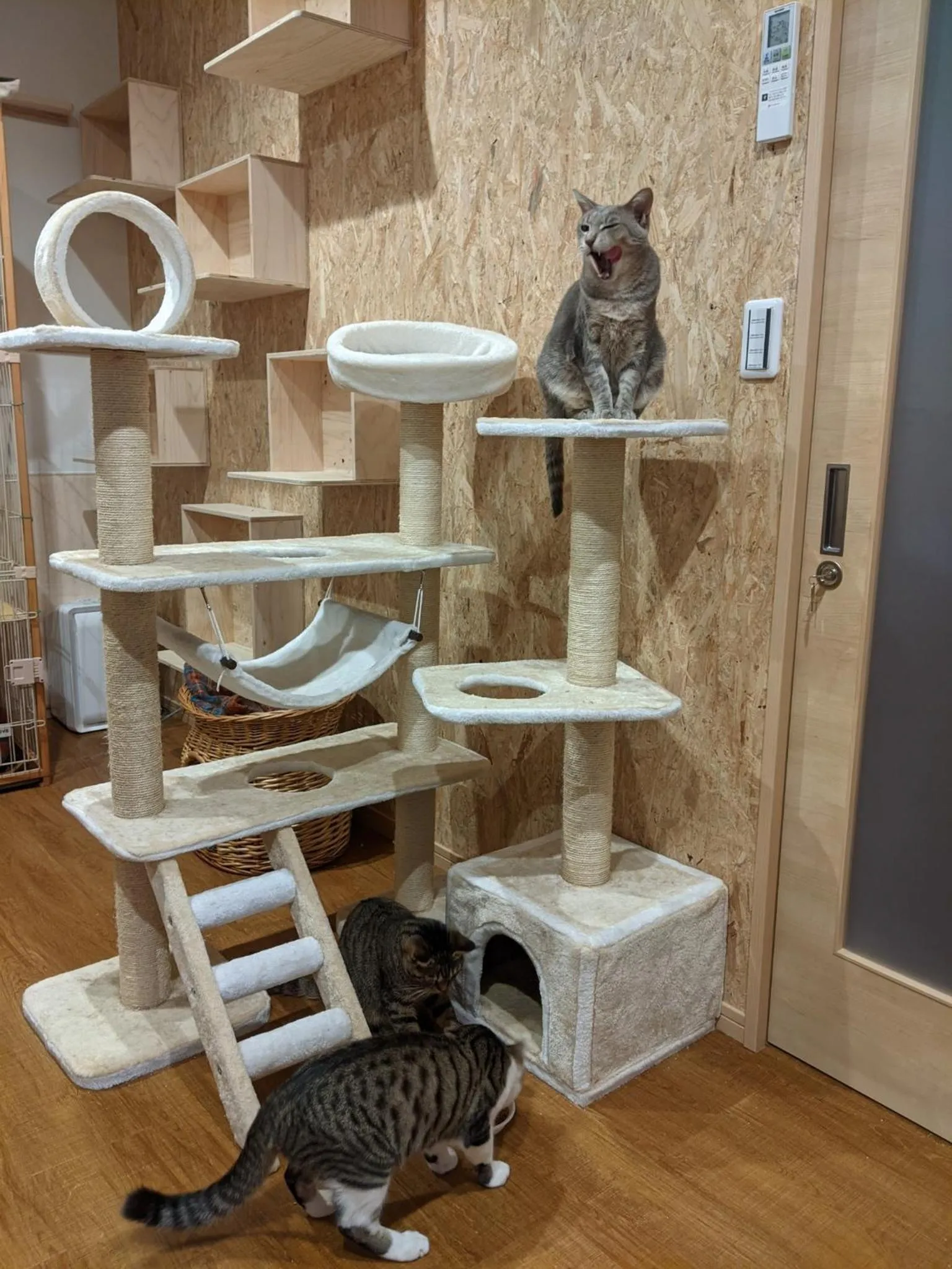 Pension Alba - Vacation STAY 70925v