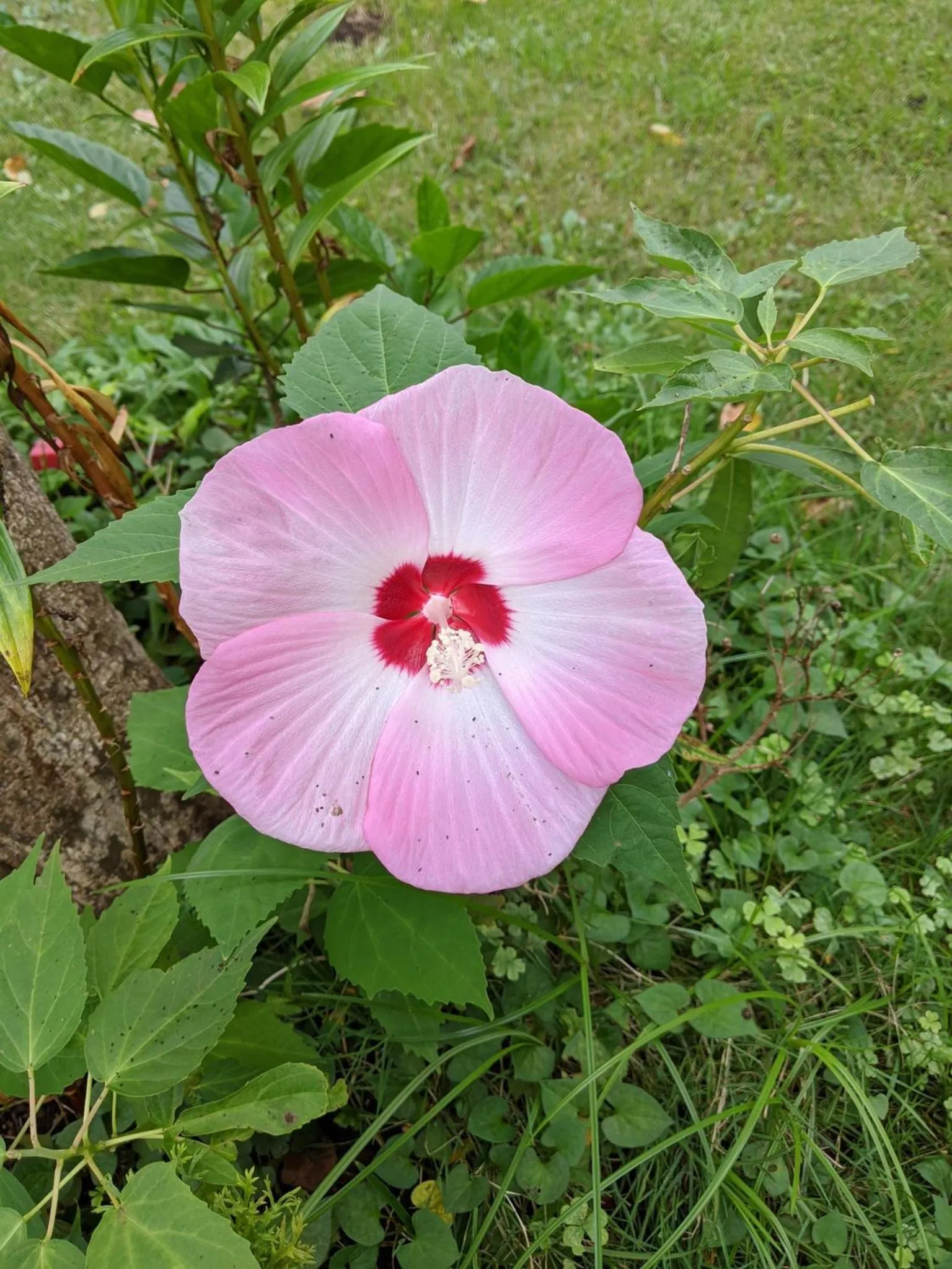 Pension Alba - Vacation STAY 70925v