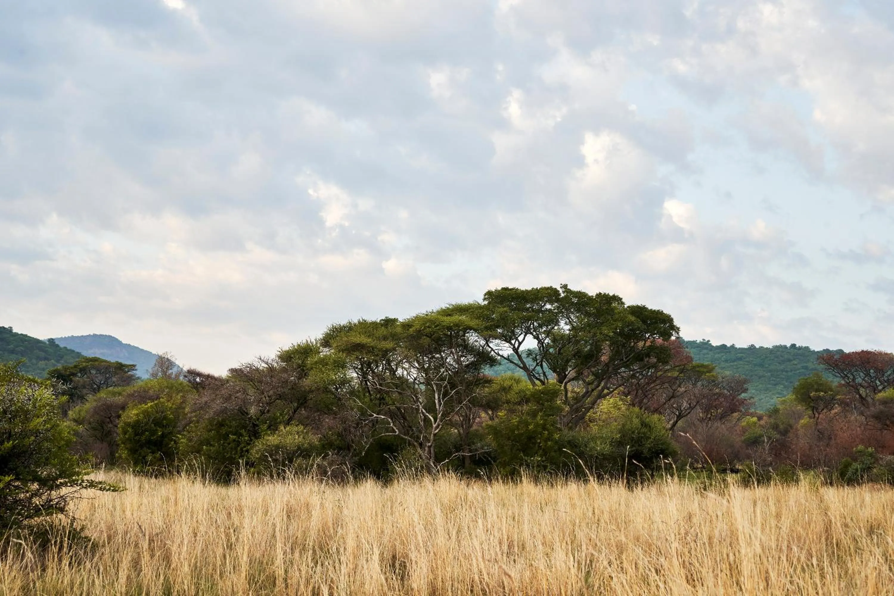 Natural landscape in Letamo at Qwabi Private Game Reserve by NEWMARK