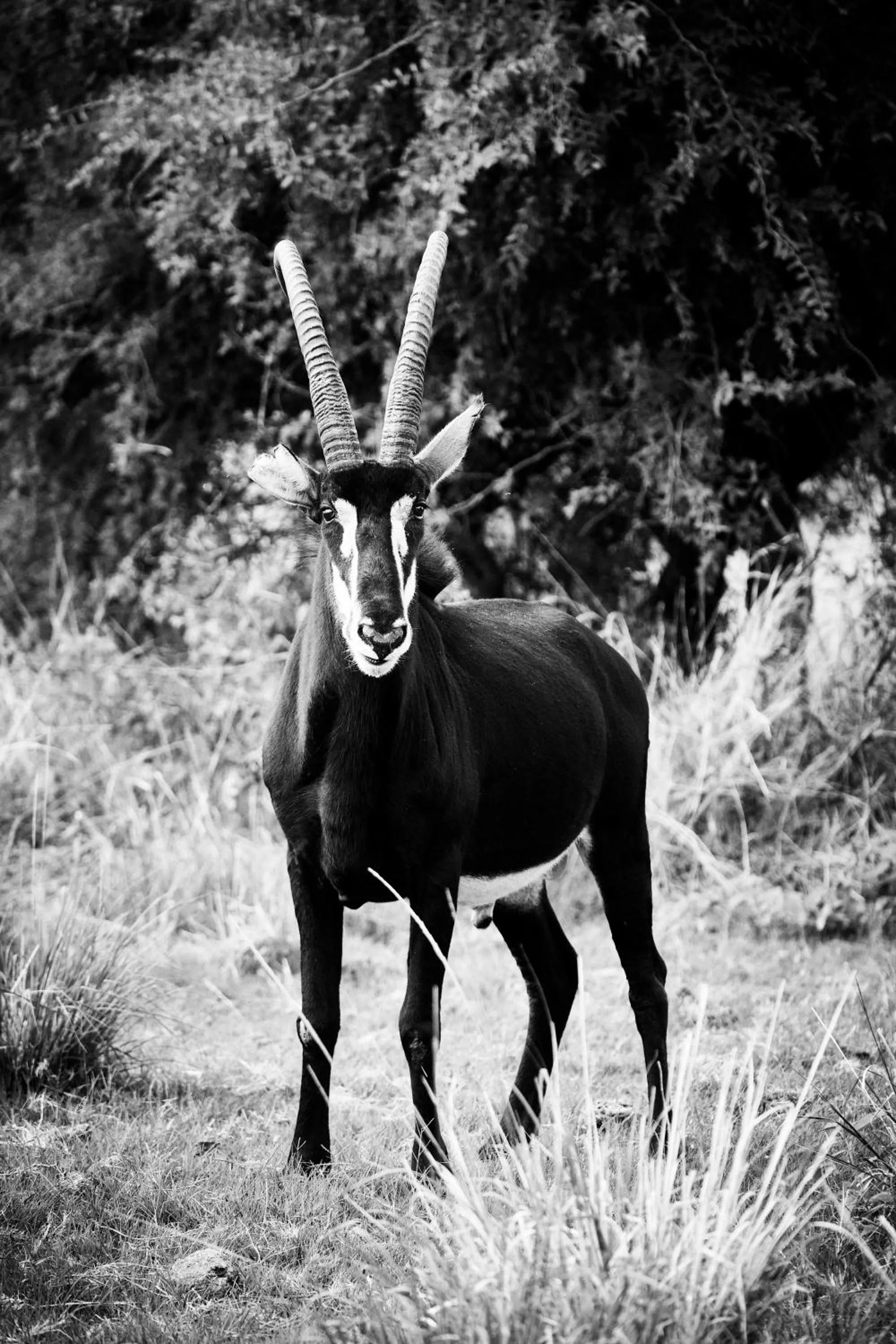 Animals in Letamo at Qwabi Private Game Reserve by NEWMARK