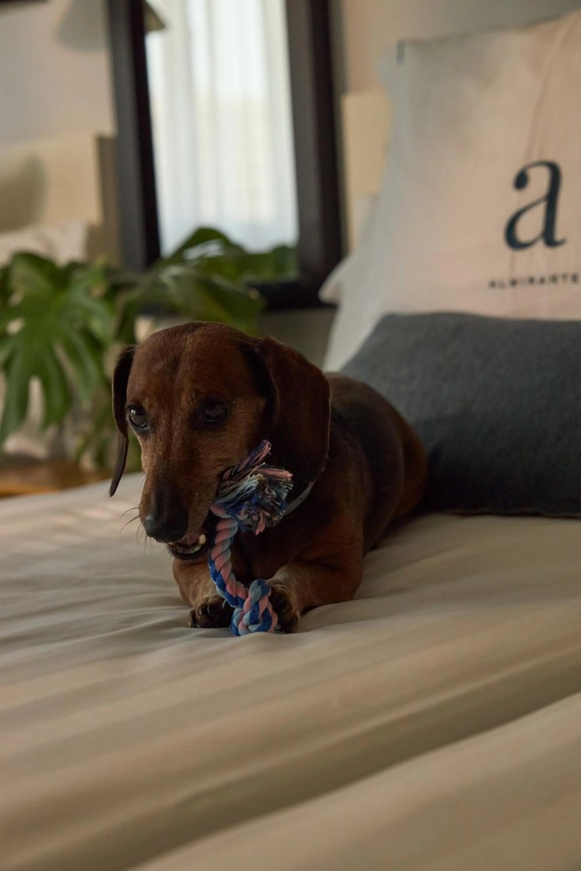 Pets in Hotel Almirante