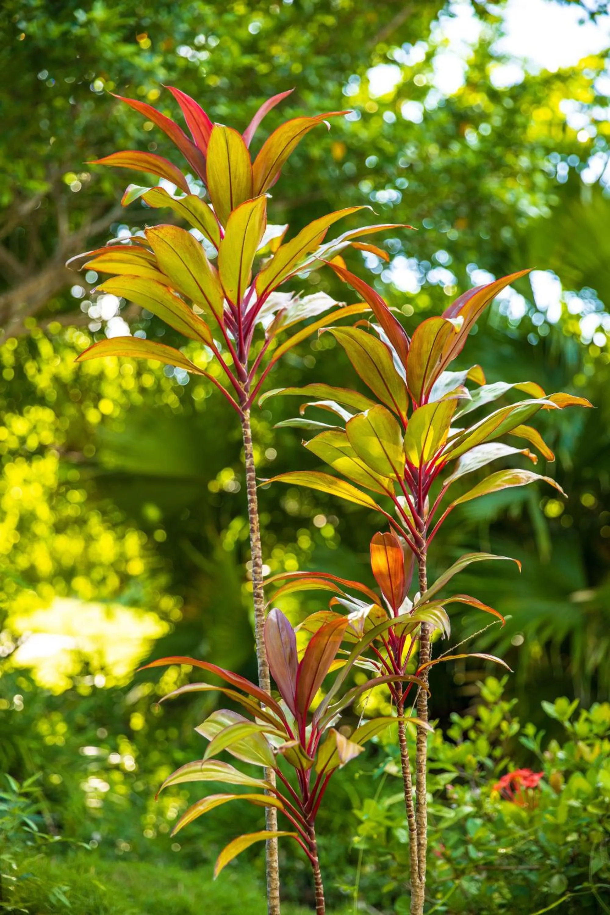 Natural landscape in Quill Gardens Boutique Hotel