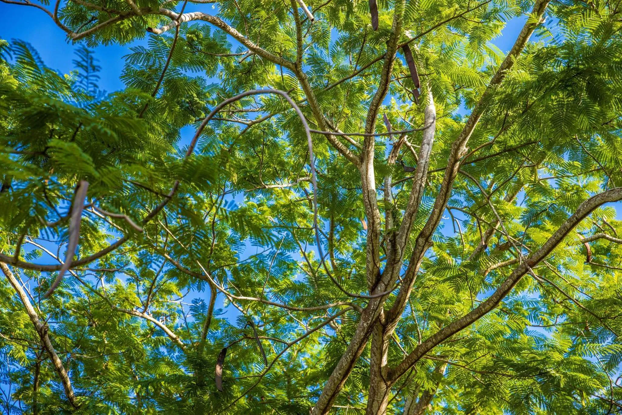 Spring in Quill Gardens Boutique Hotel