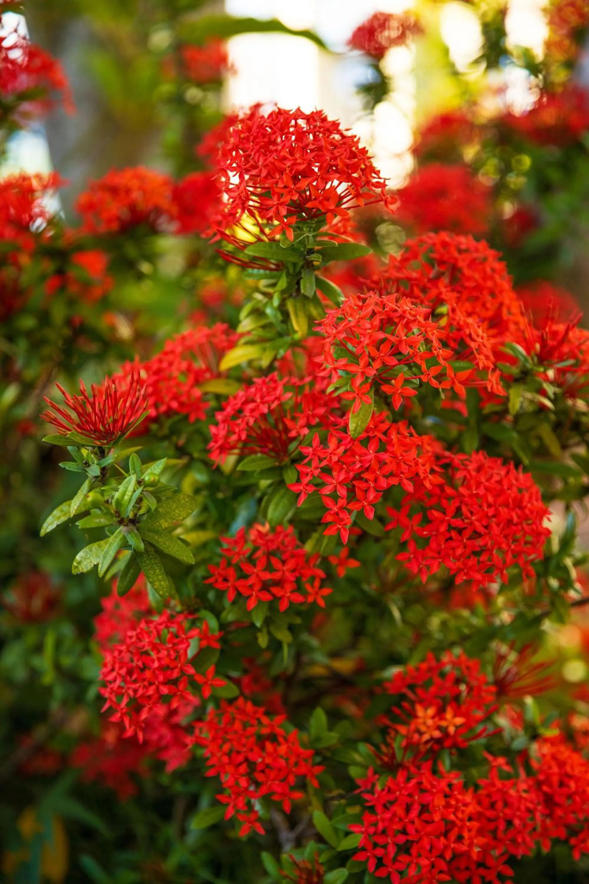 Spring in Quill Gardens Boutique Hotel