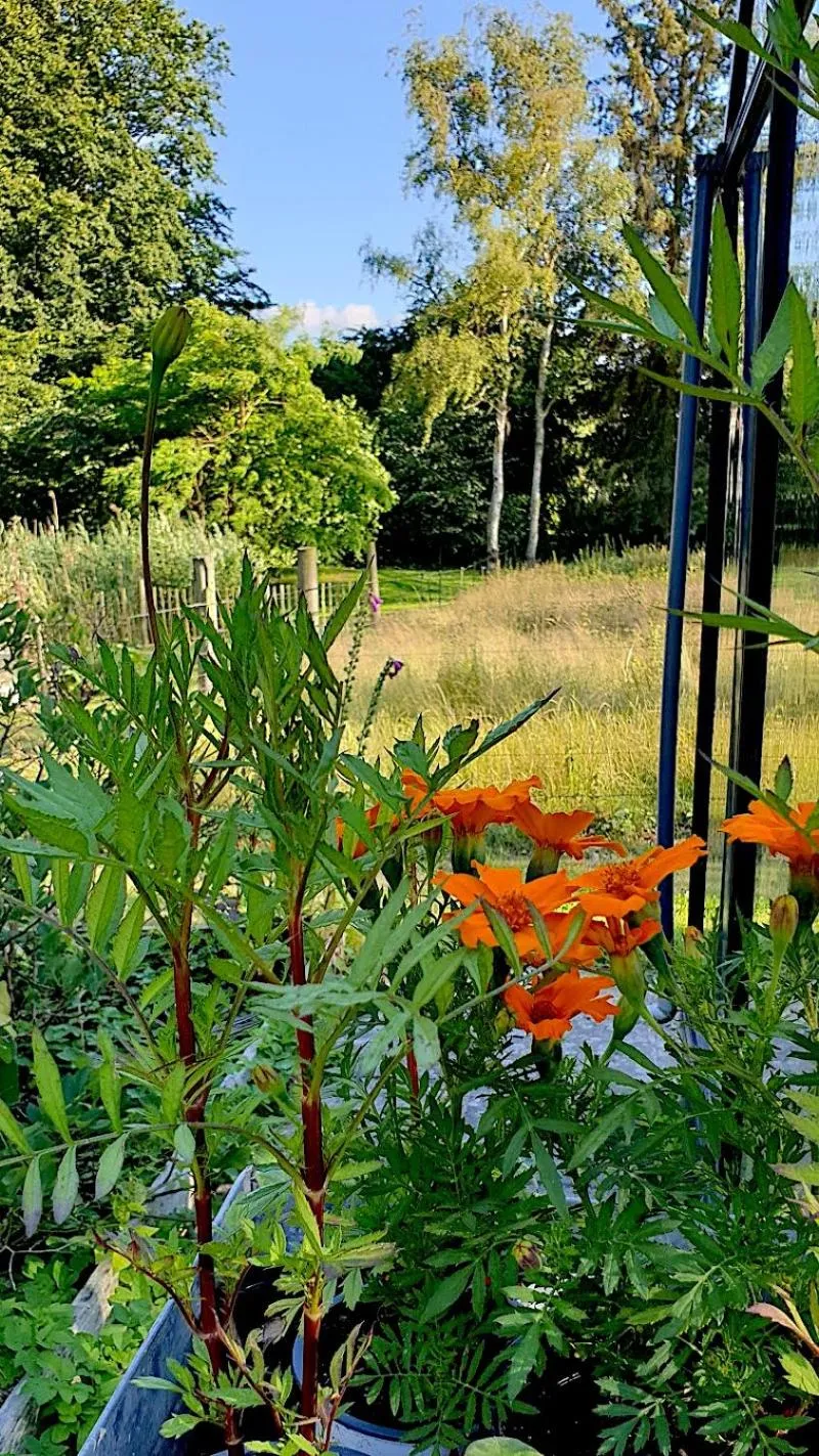 Garden in Farmors Hus