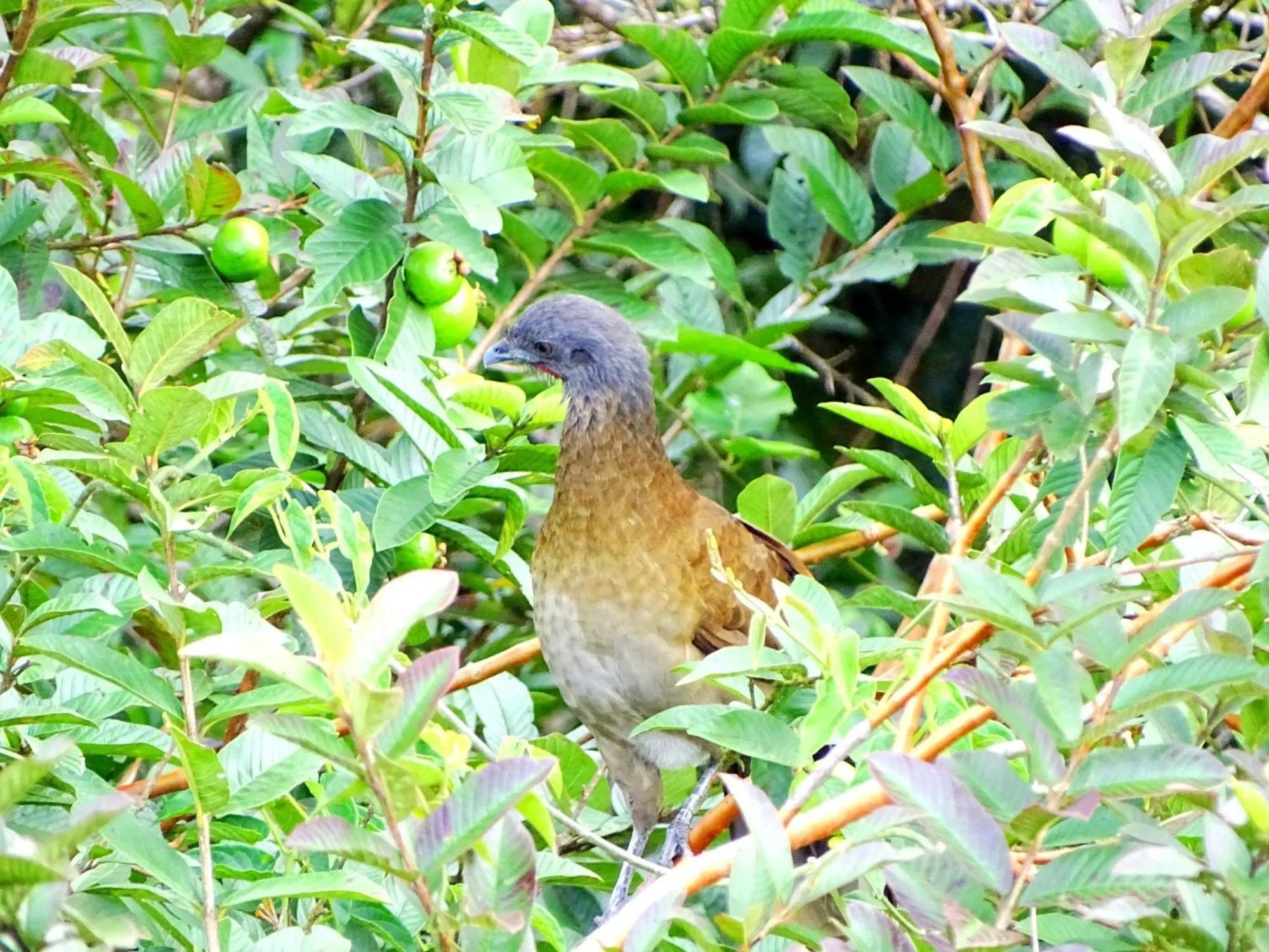 Miztli Lodge & Adventure