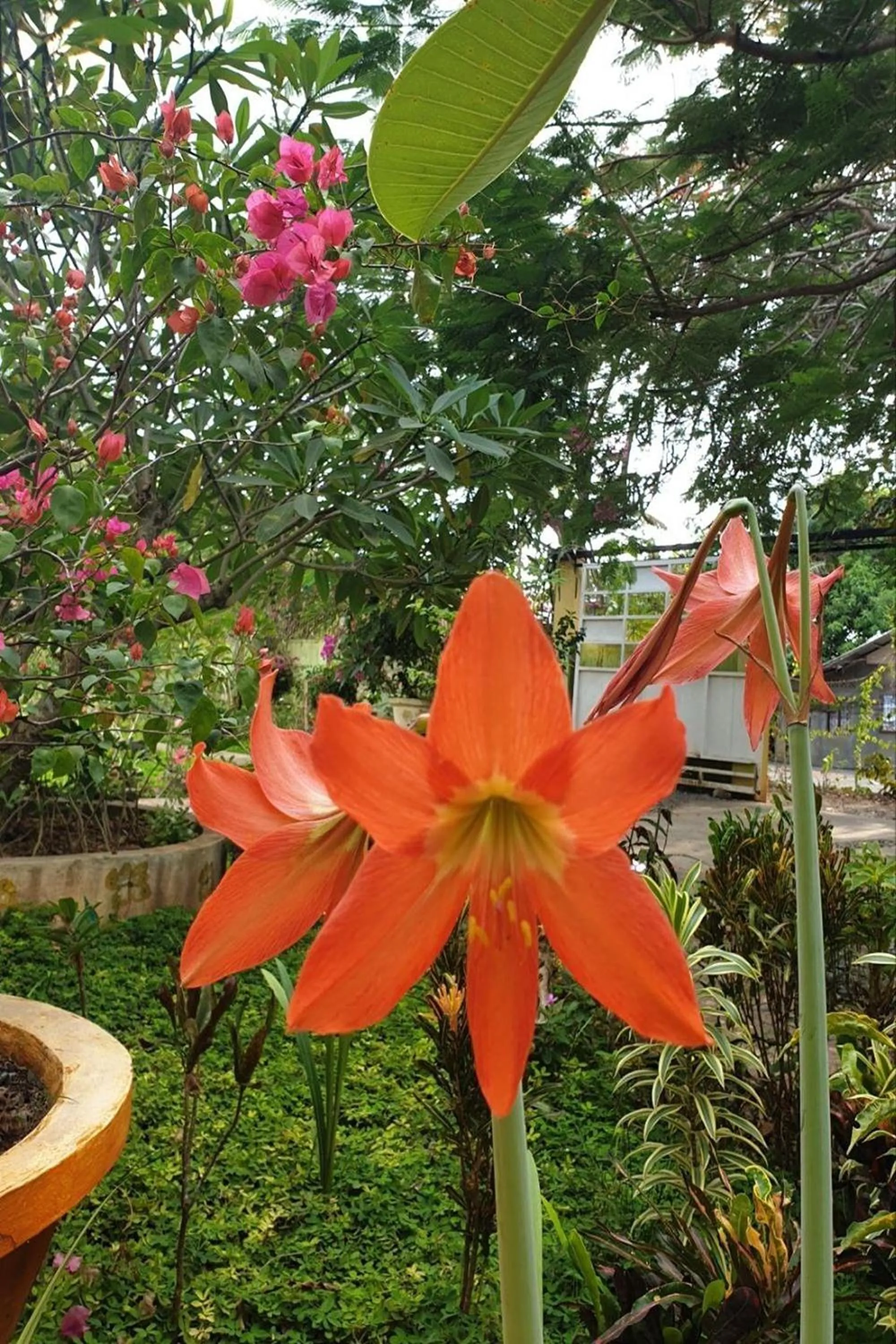 Garden view in Hanbee's Resort Puerto Princesa Palawan