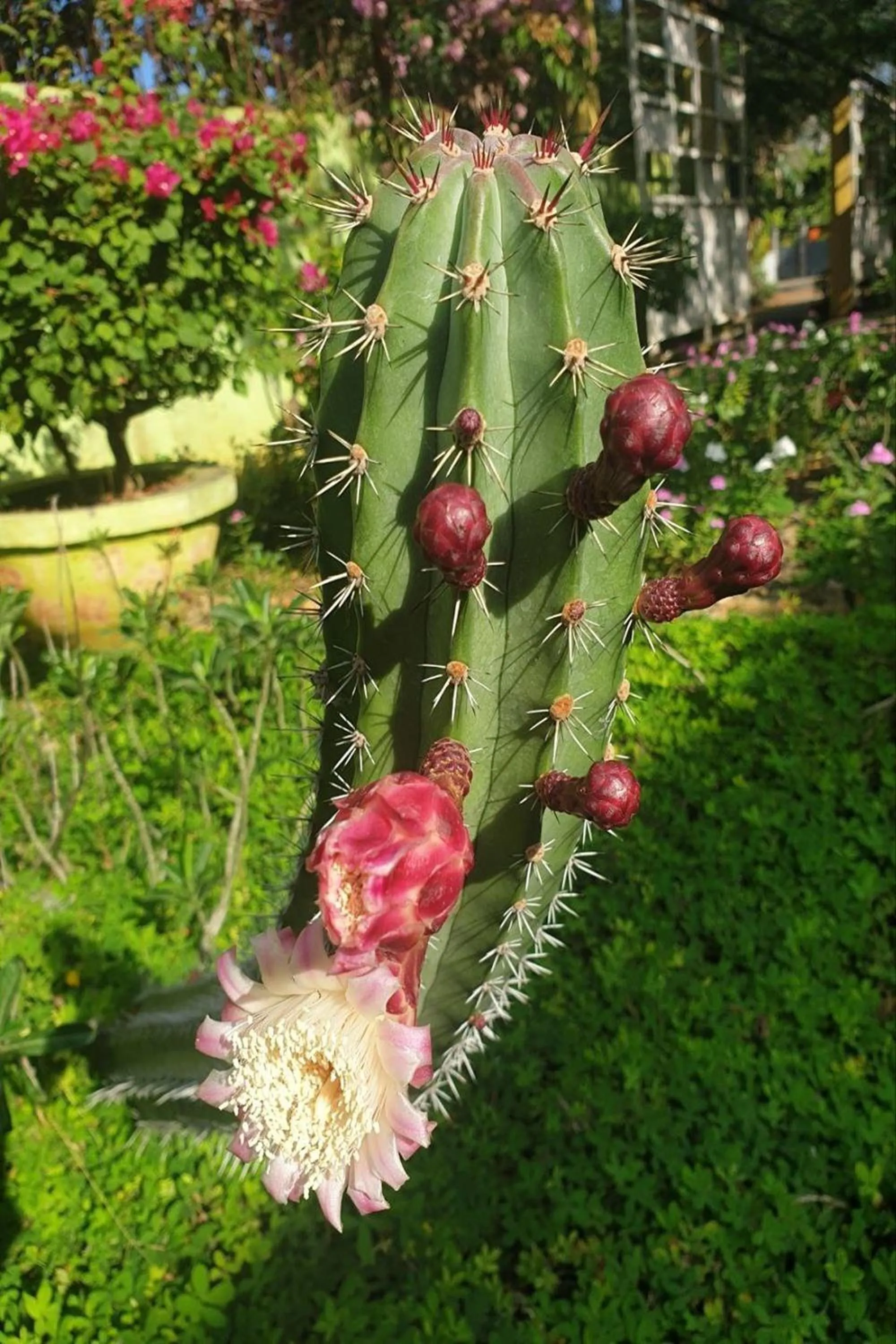 Garden view in Hanbee's Resort Puerto Princesa Palawan