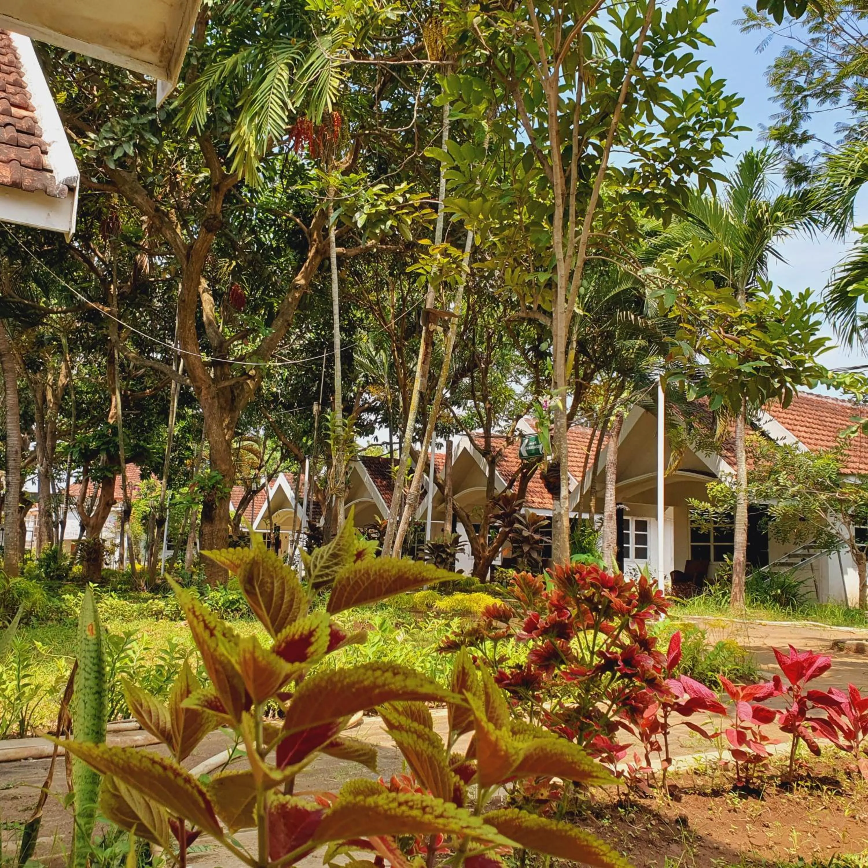 Garden view in Tengger Guesthouse