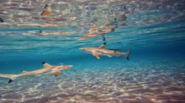 Snorkeling in OK2 Mamajim Bungalows