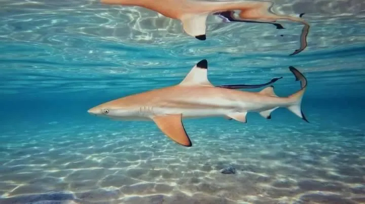 Snorkeling in OK2 Mamajim Bungalows