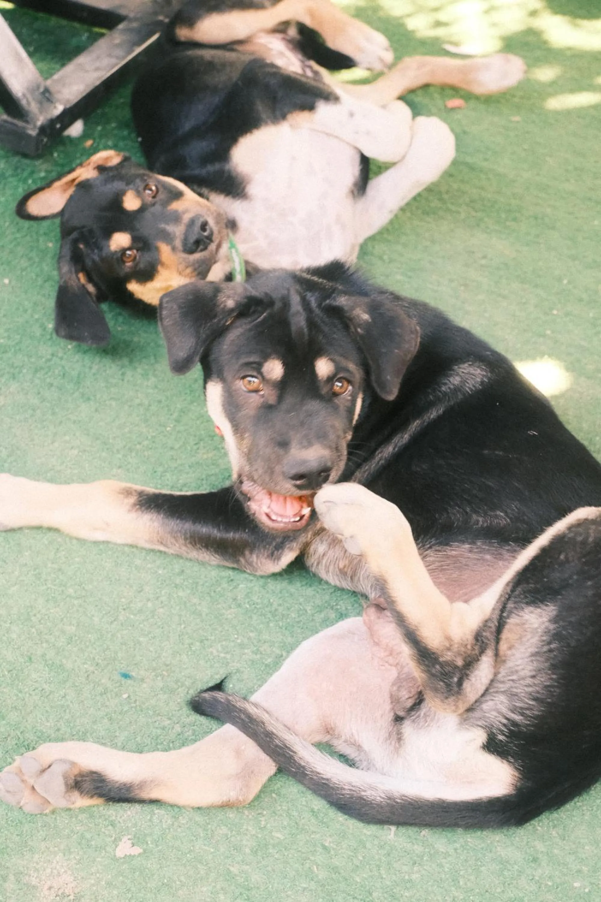 Pets in Siem Reap Homesteading II