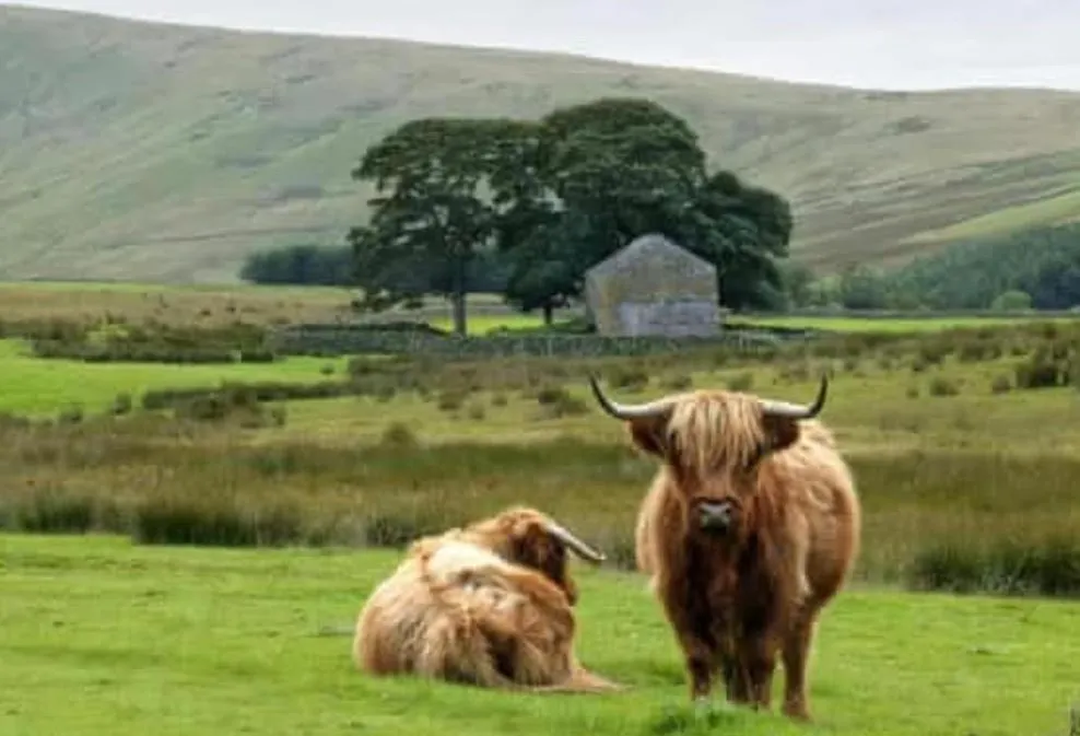 Natural landscape in The Berry Boutique