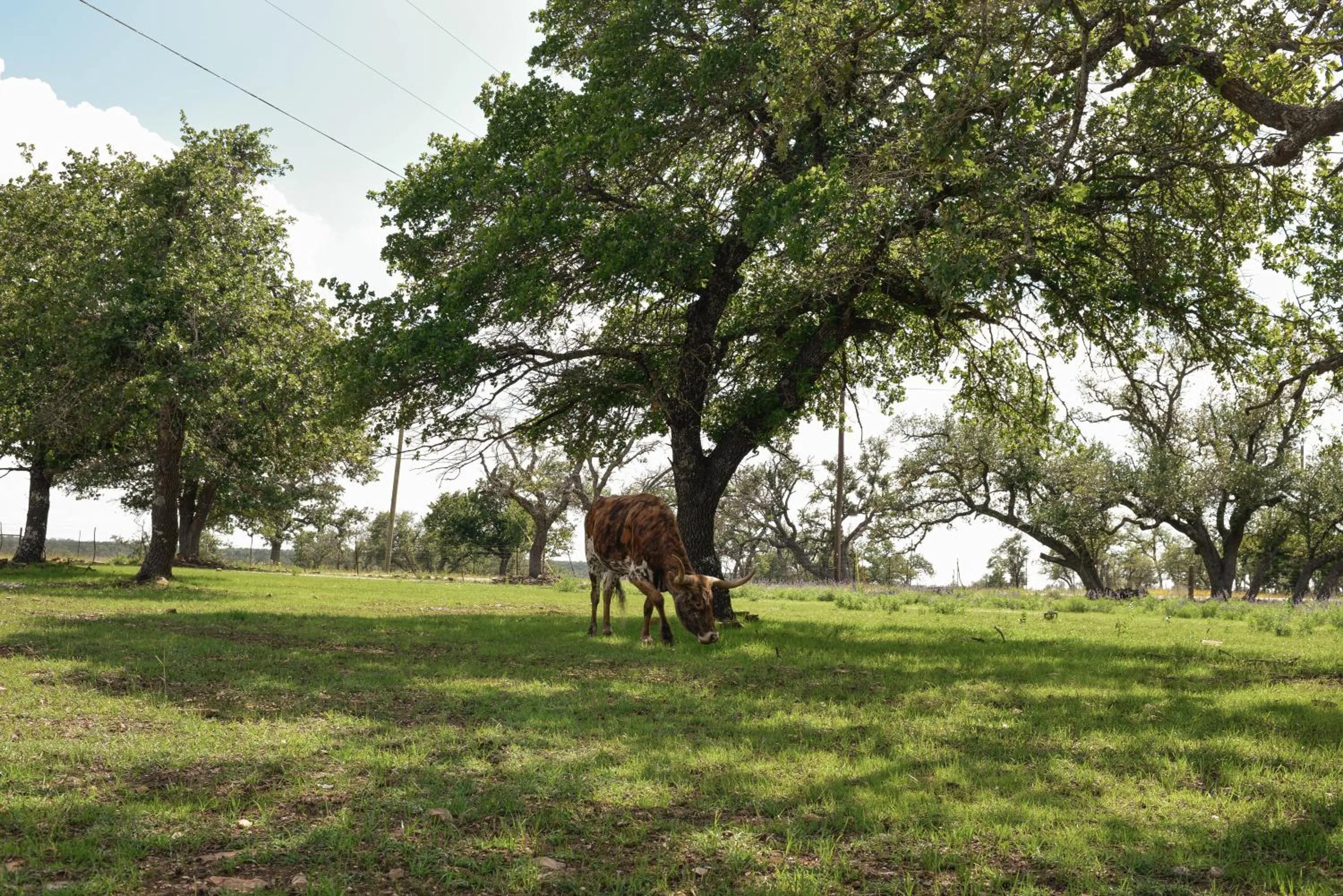Animals in Best Little Fredericksburg Texas Bed And Breakfast