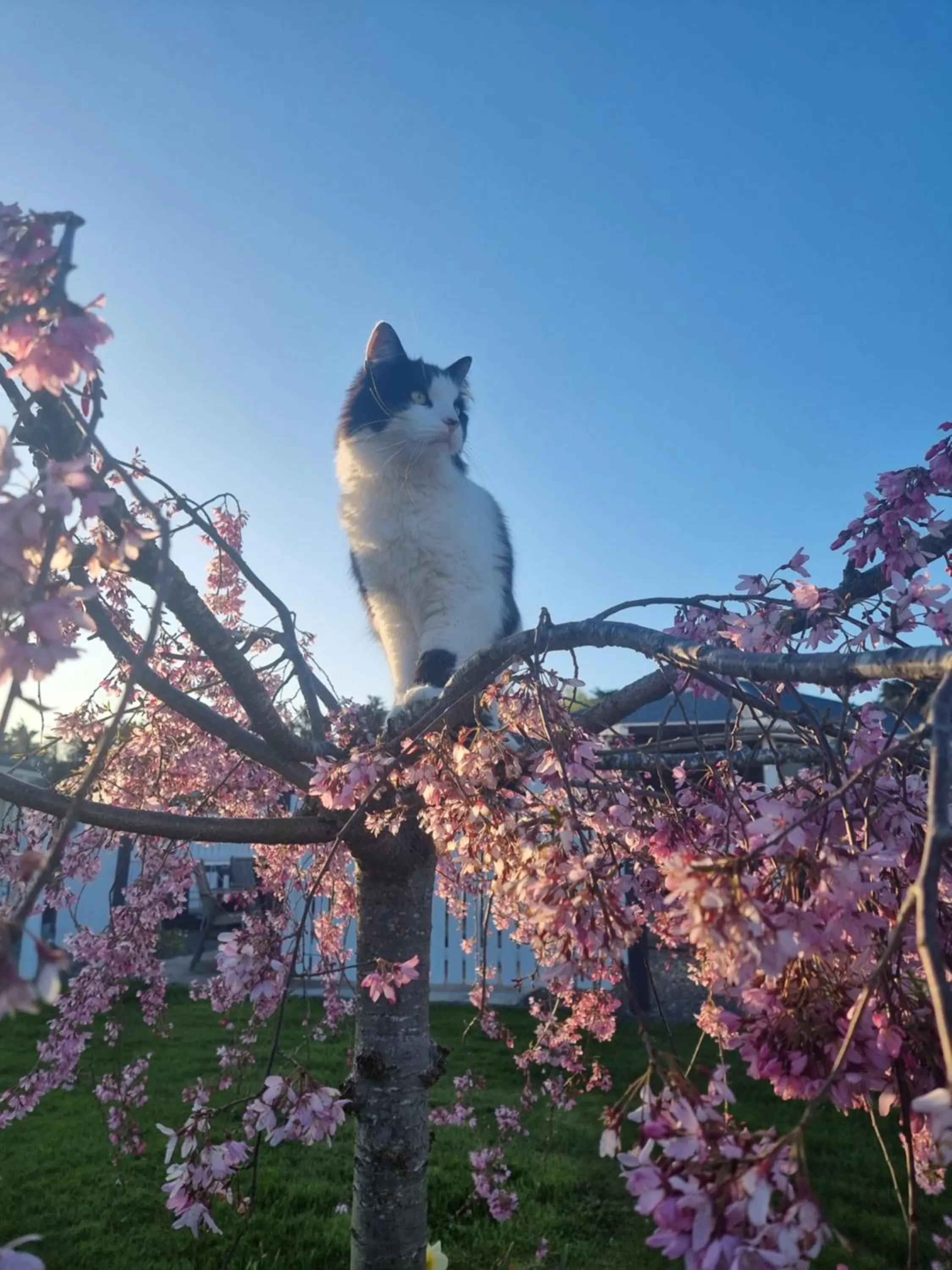 Garden in Cheviot Motels, Cabins and Camp