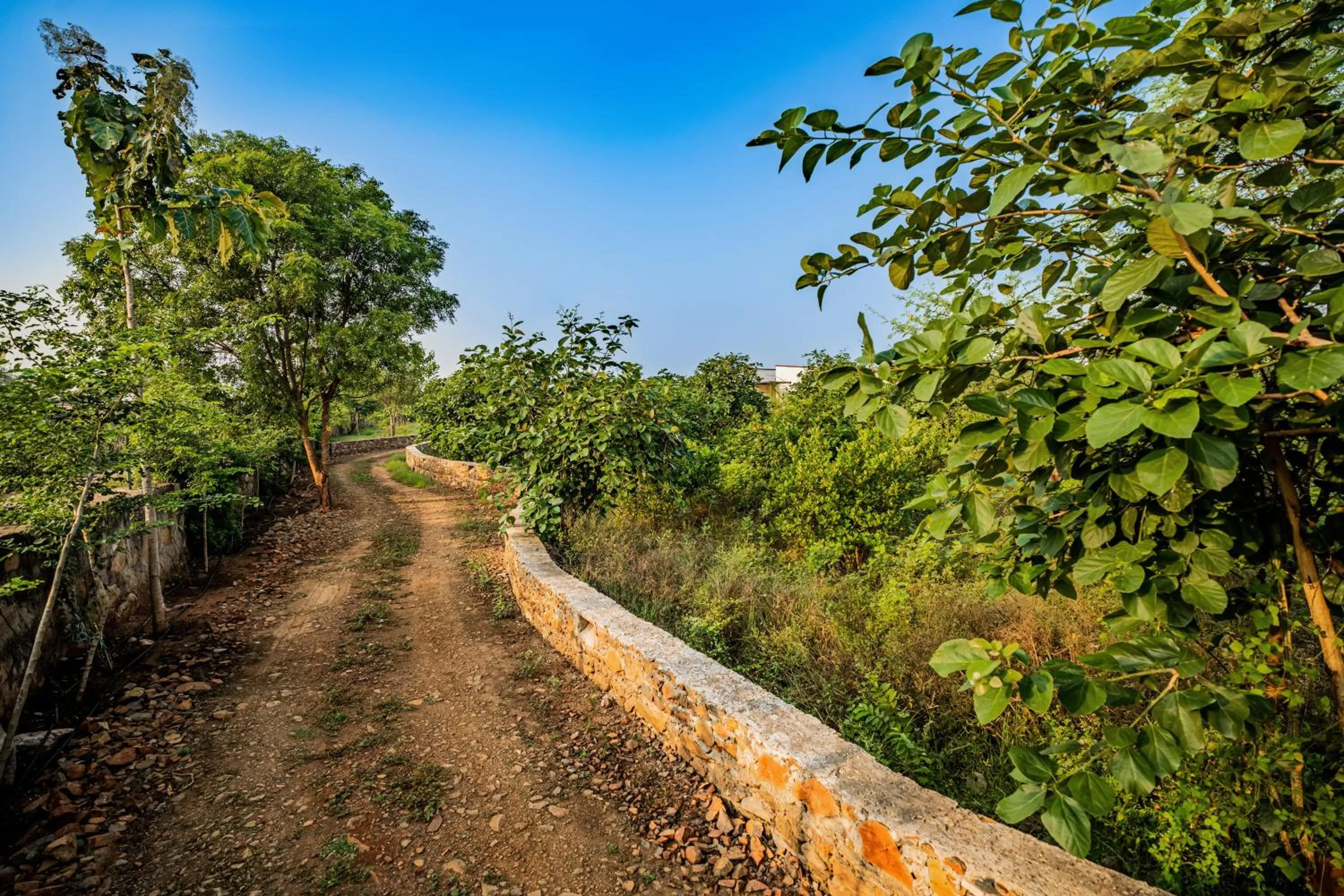 Natural landscape in Guldaar Sariska - A luxury Forest Resort